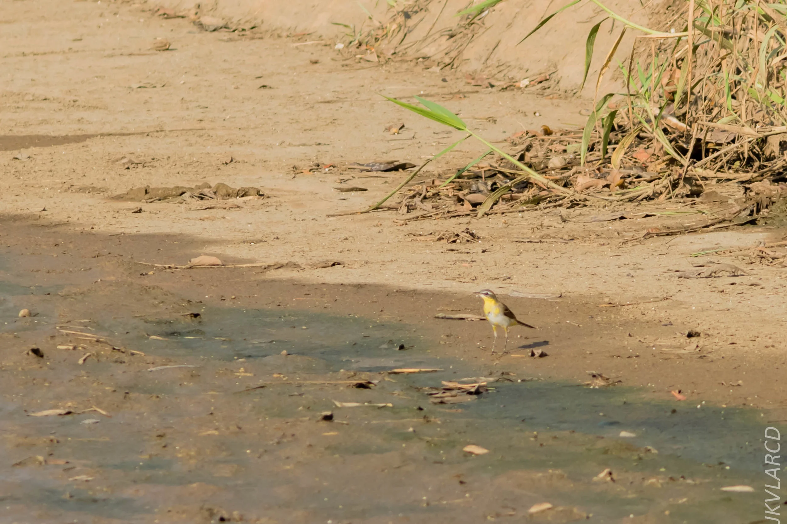 EOS 7D Mark II_2019_02_10_1868.jpg