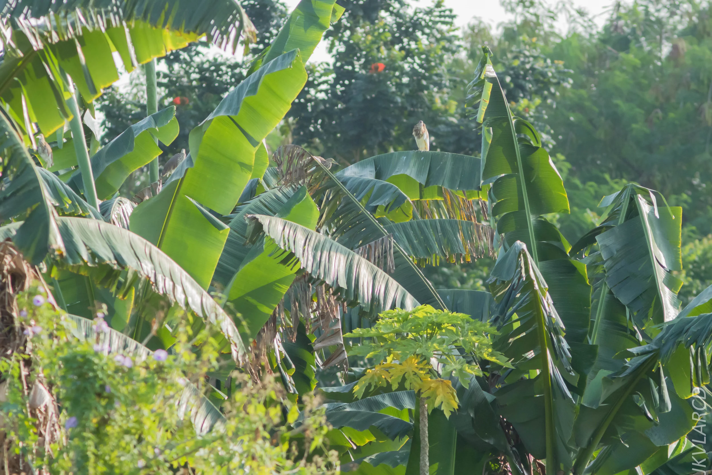 EOS 7D Mark II_2019_02_10_1846.jpg