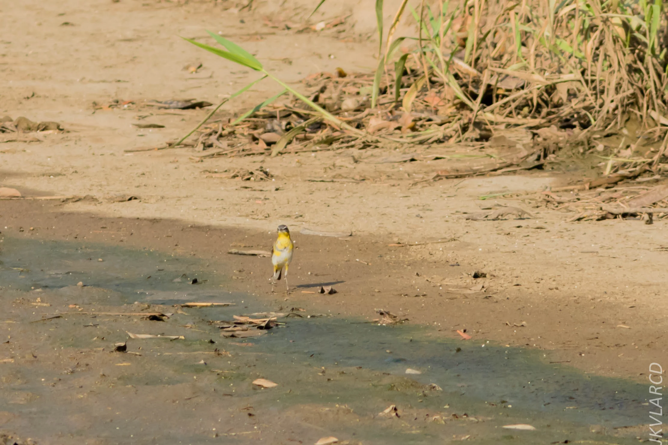 EOS 7D Mark II_2019_02_10_1876.jpg