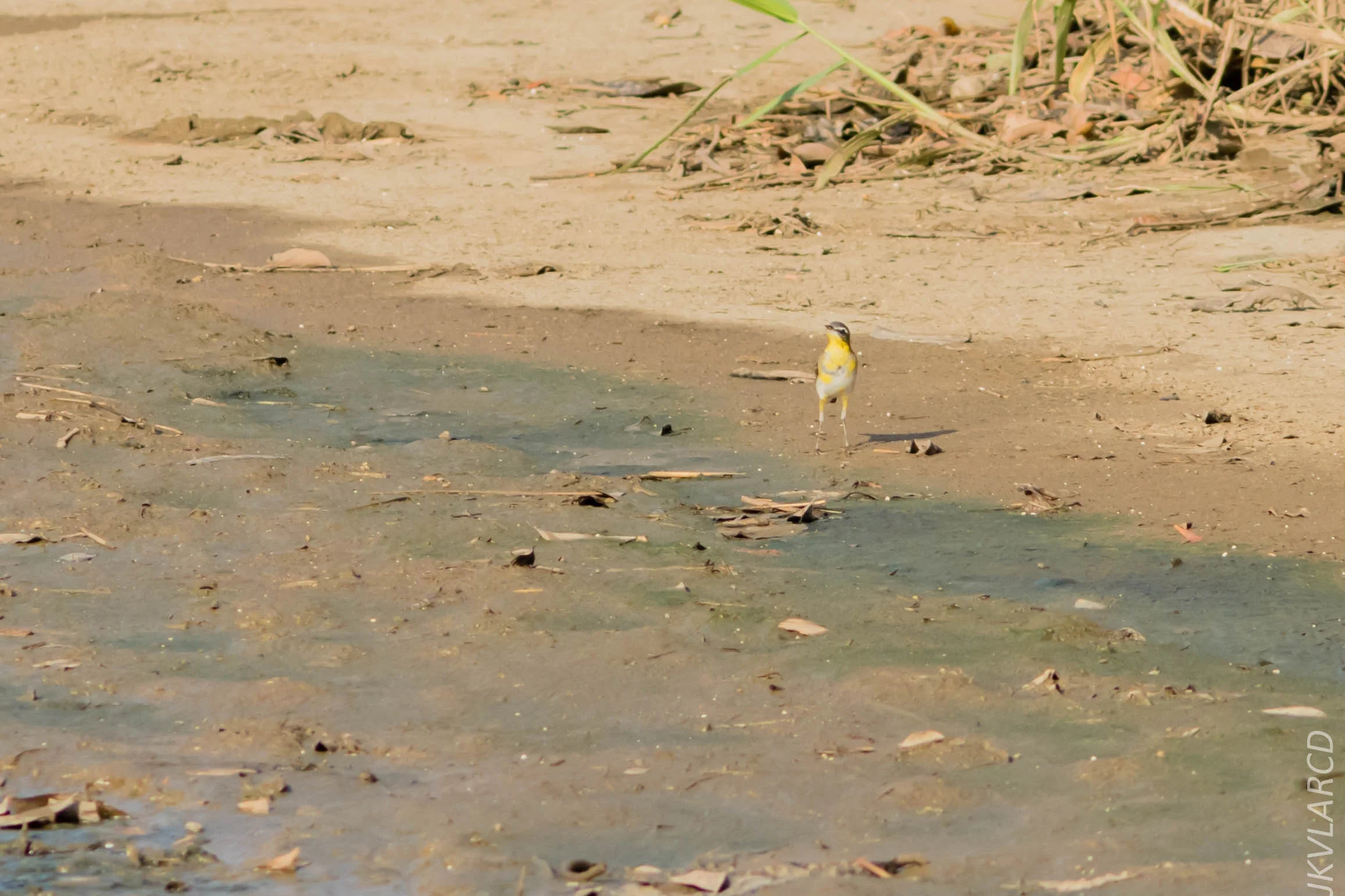 EOS 7D Mark II_2019_02_10_1877.jpg