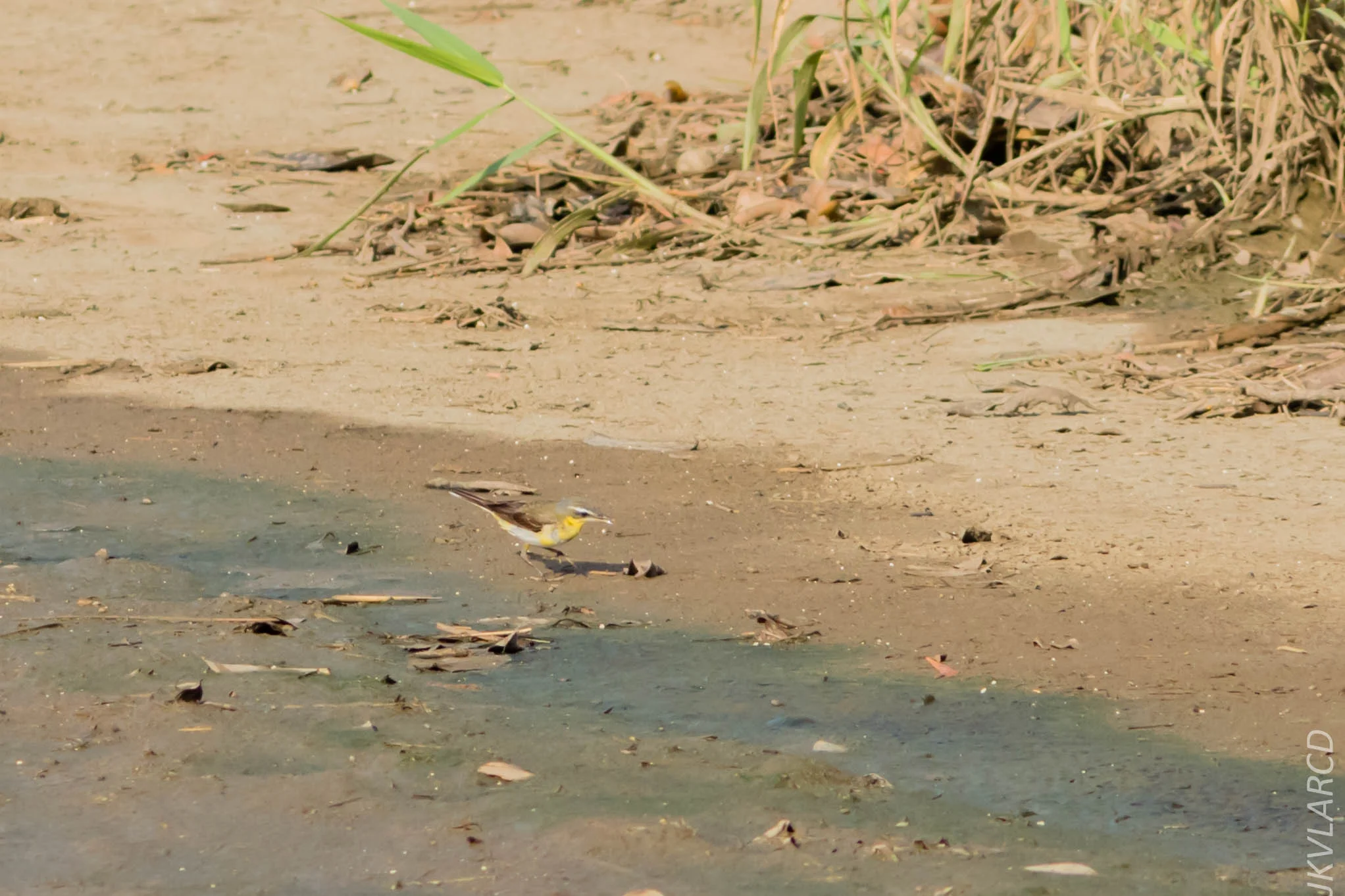 EOS 7D Mark II_2019_02_10_1884.jpg