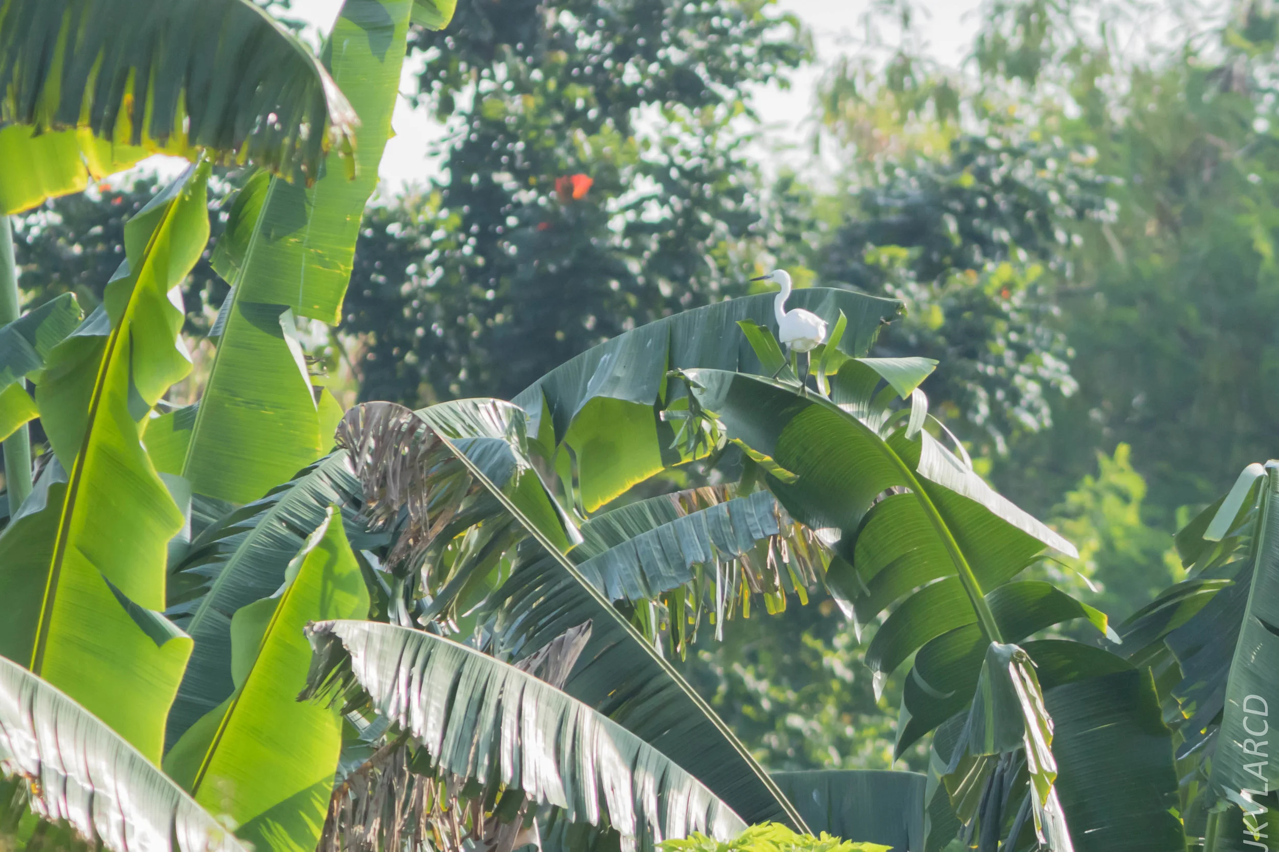 EOS 7D Mark II_2019_02_10_1938.jpg