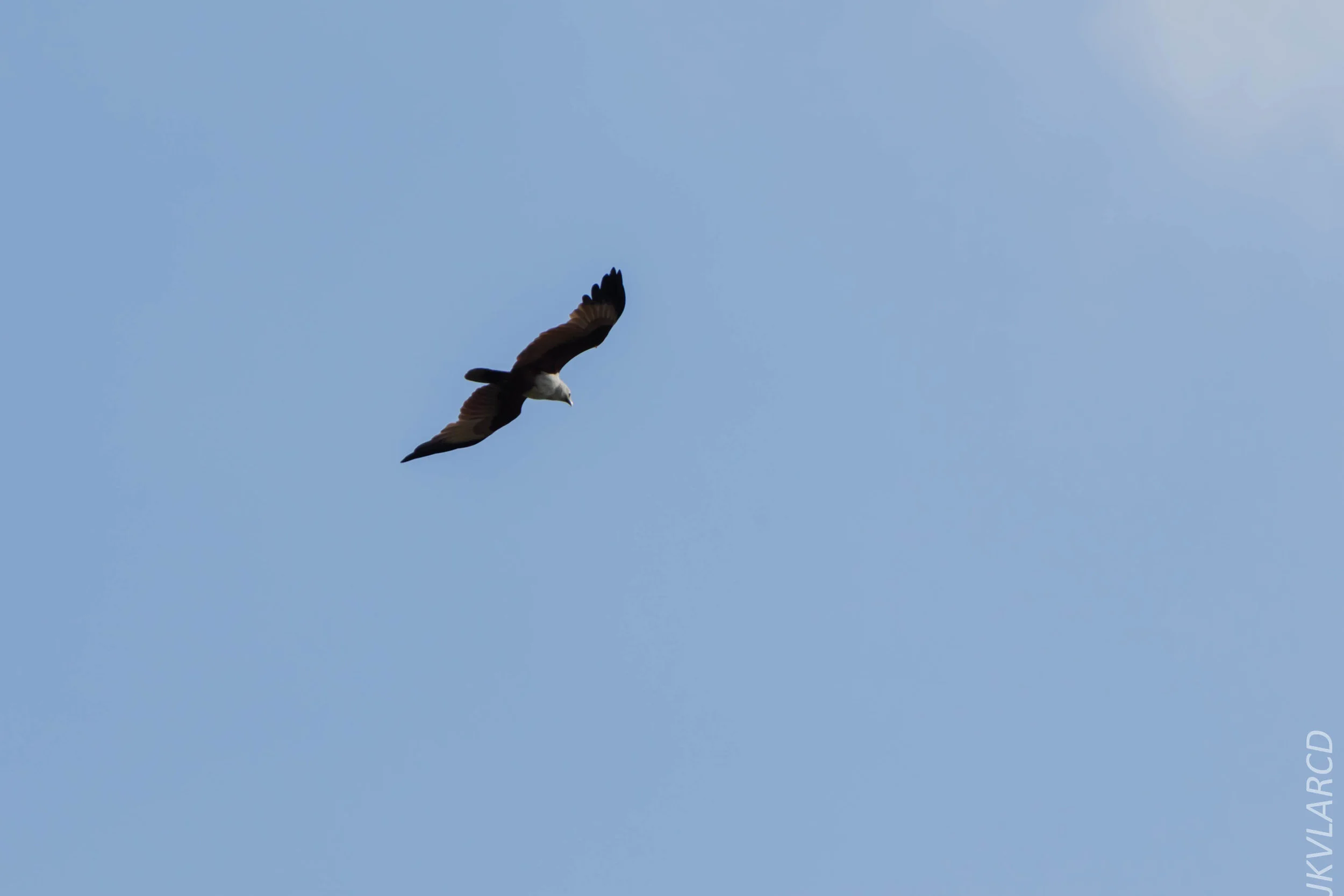 EOS 7D Mark II_2019_02_10_1995.jpg