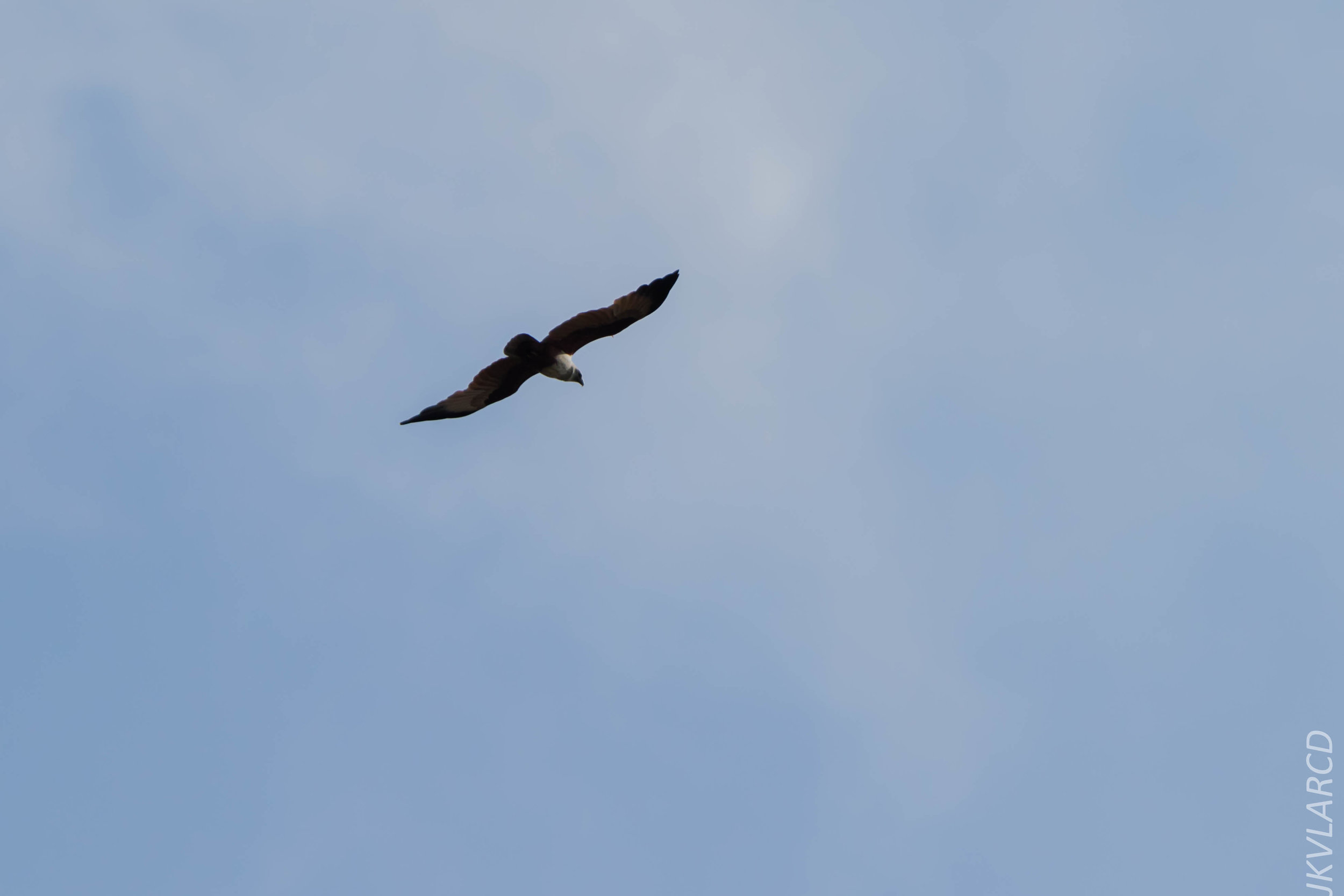 EOS 7D Mark II_2019_02_10_1998.jpg