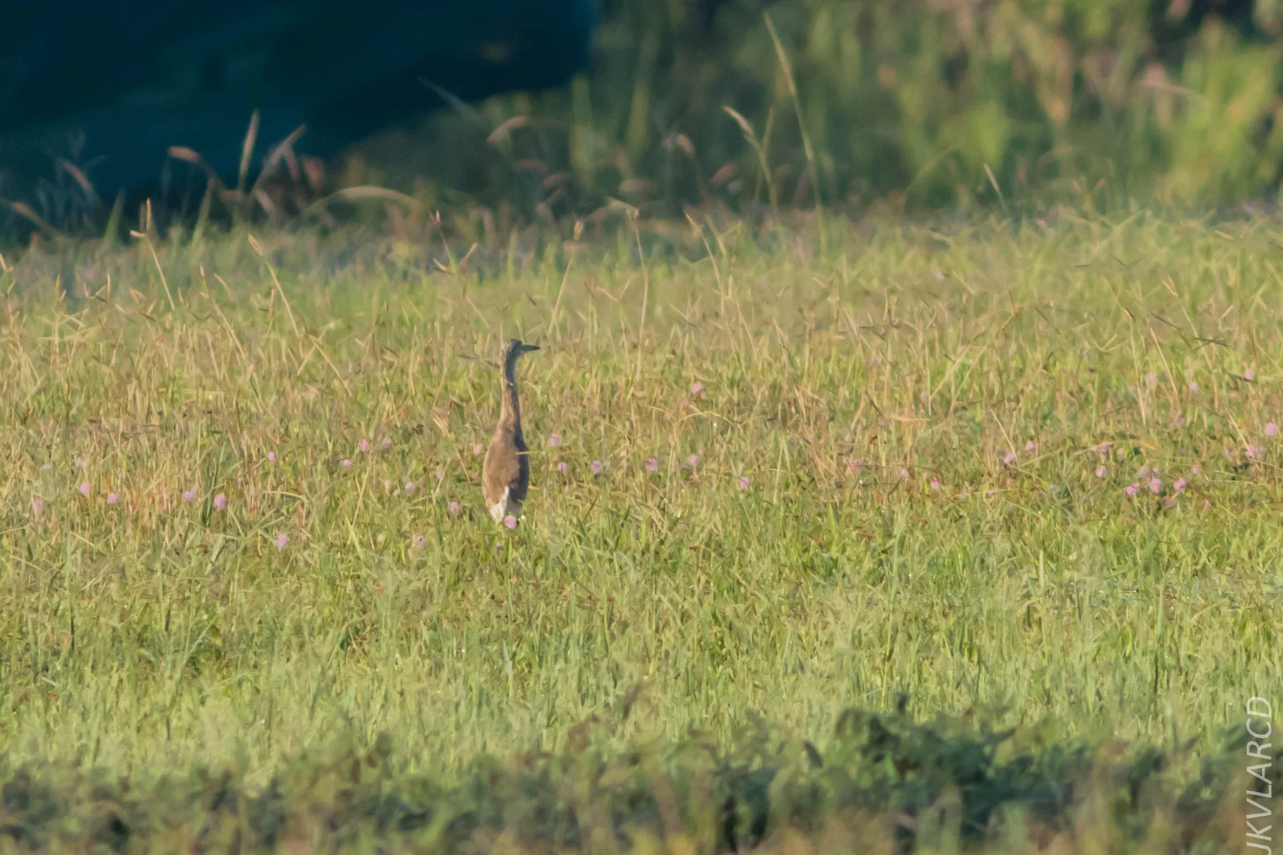 EOS 7D Mark II_2019_04_07_3590.jpg
