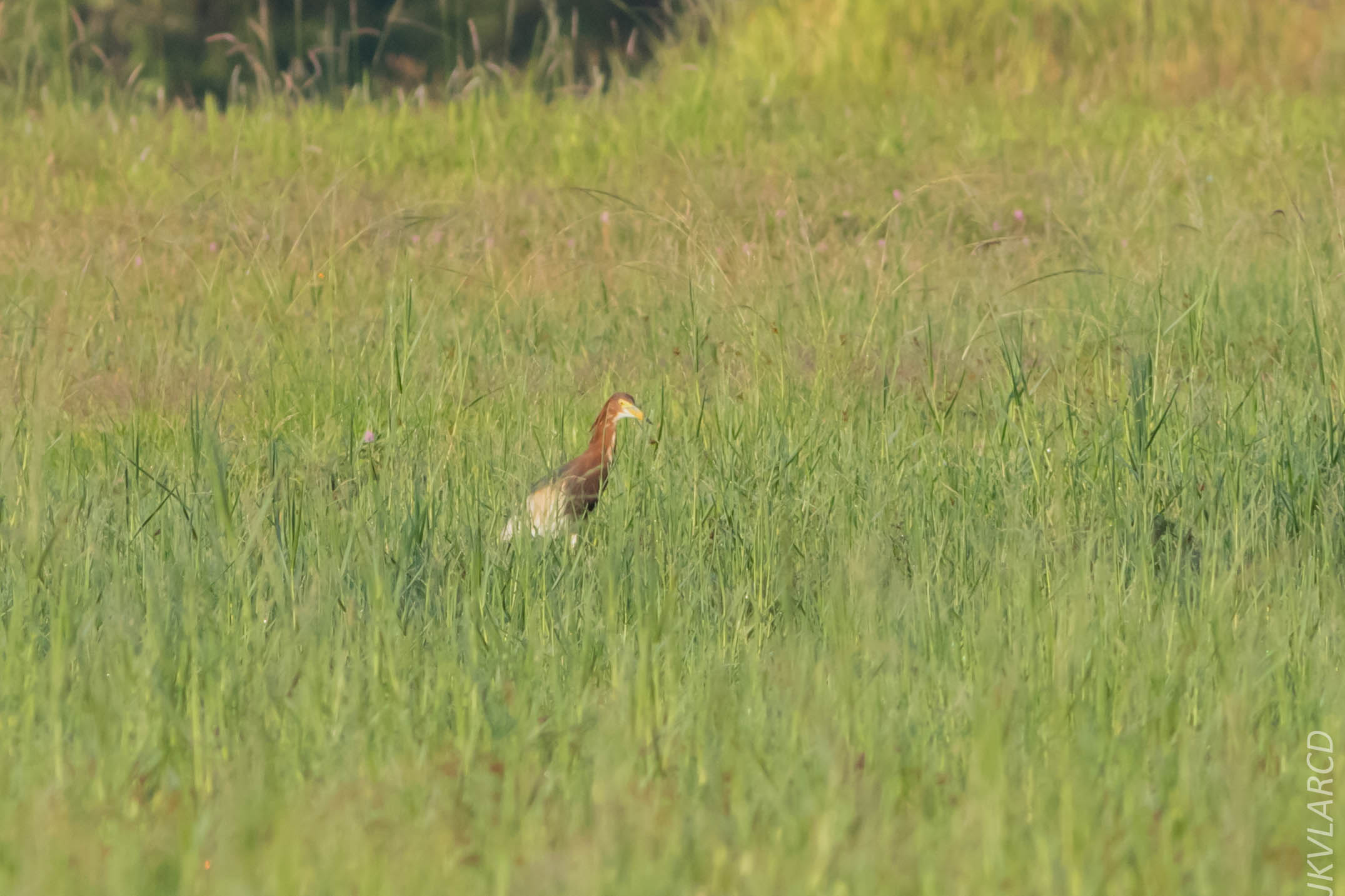 EOS 7D Mark II_2019_04_07_3603.jpg