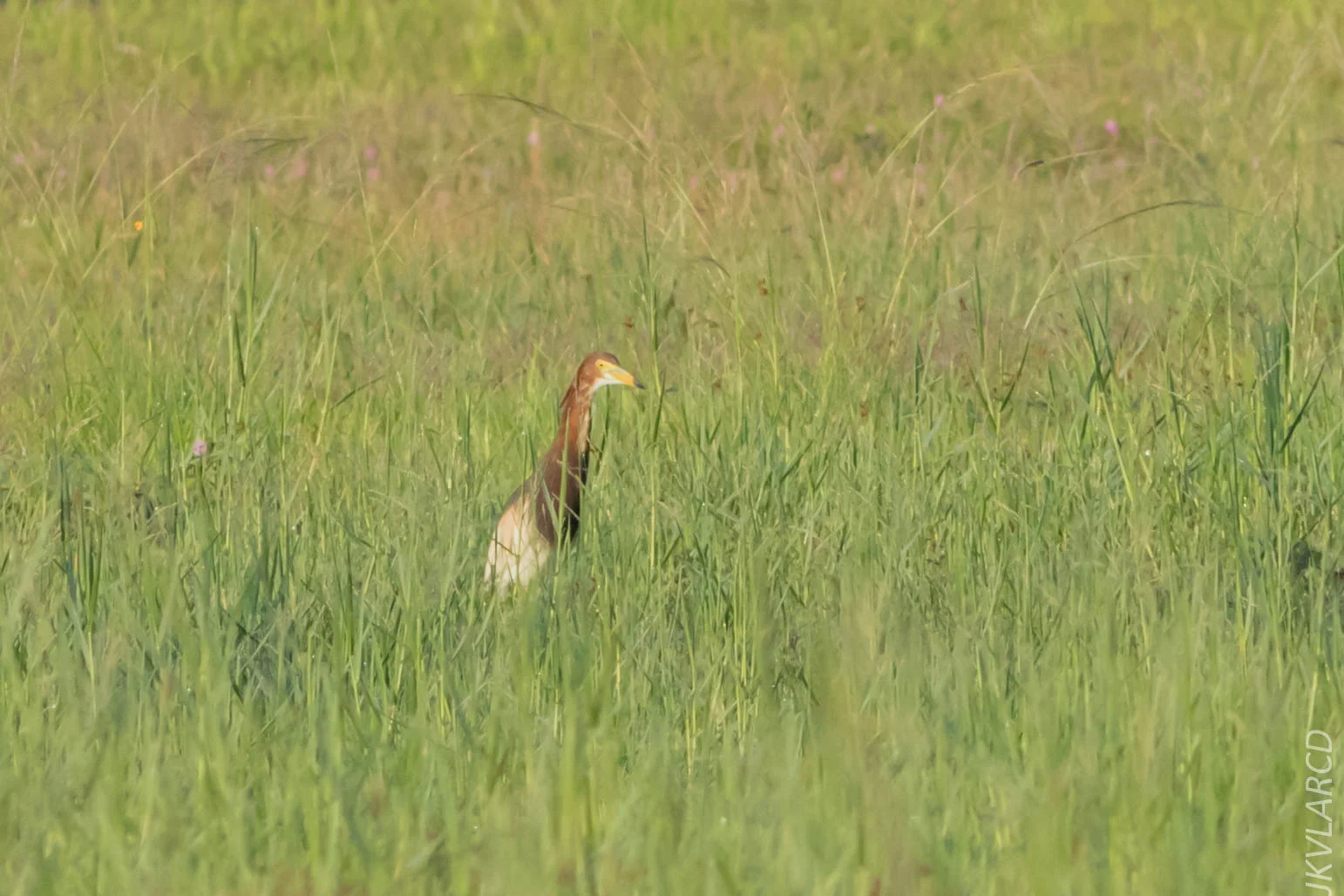 EOS 7D Mark II_2019_04_07_3607.jpg