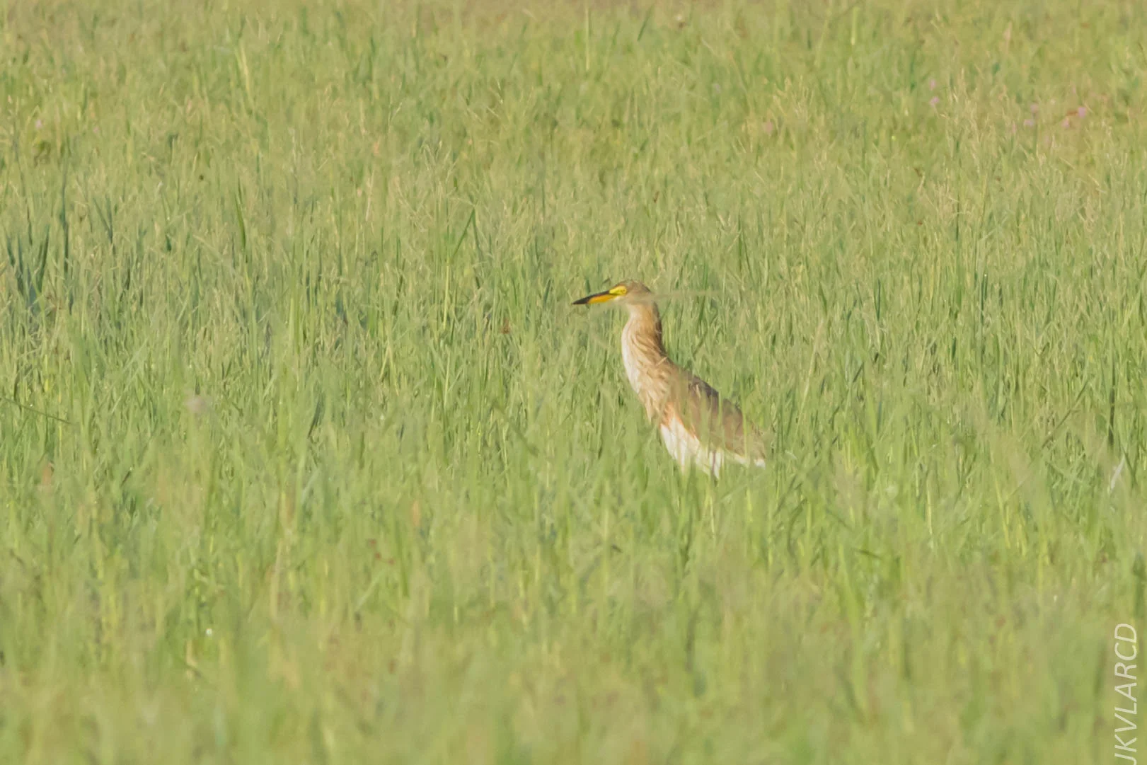 EOS 7D Mark II_2019_04_07_3612.jpg