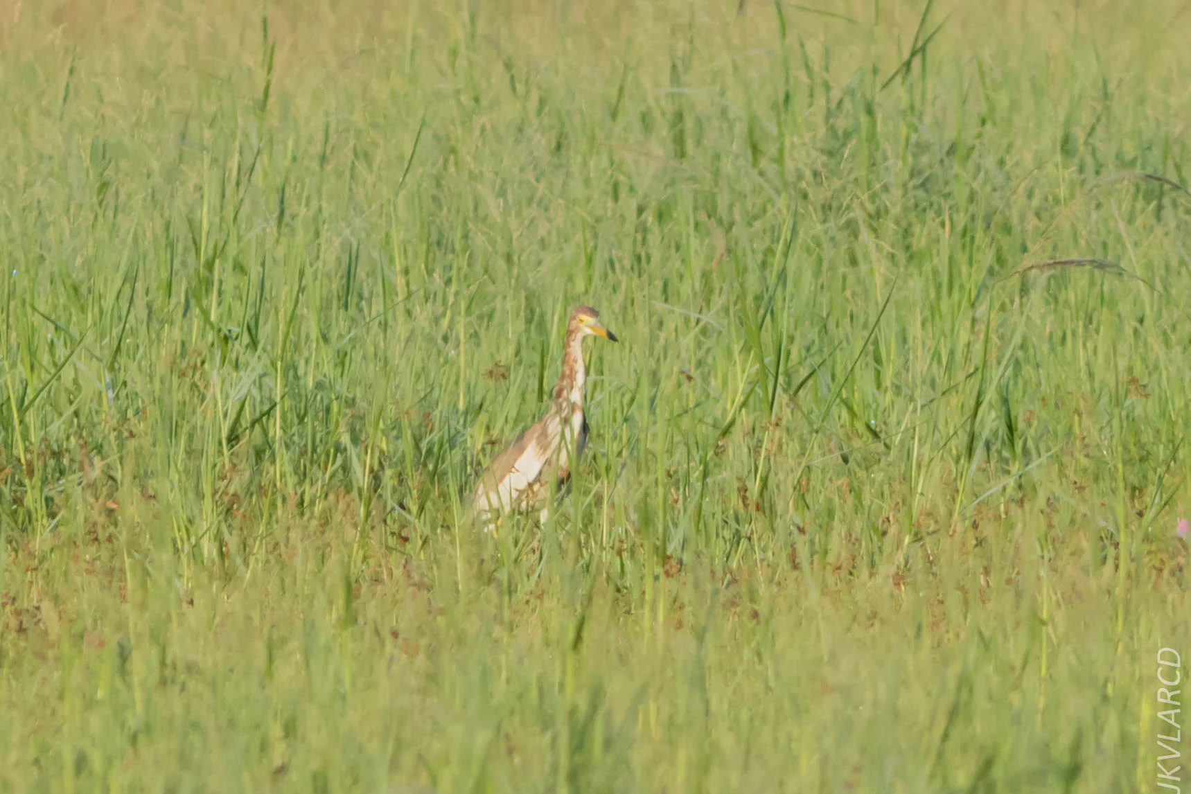 EOS 7D Mark II_2019_04_07_3625.jpg