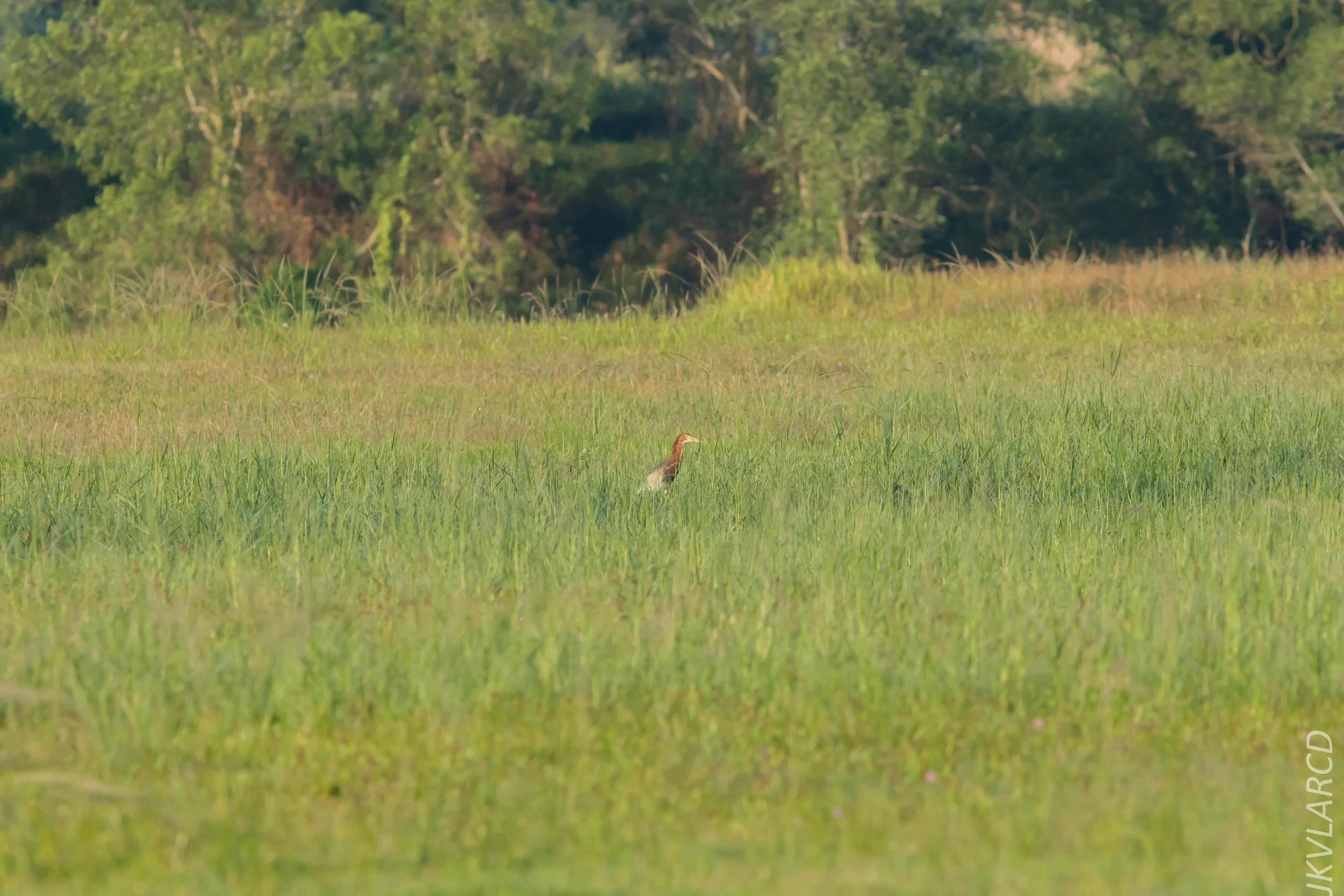 EOS 7D Mark II_2019_04_07_3605.jpg
