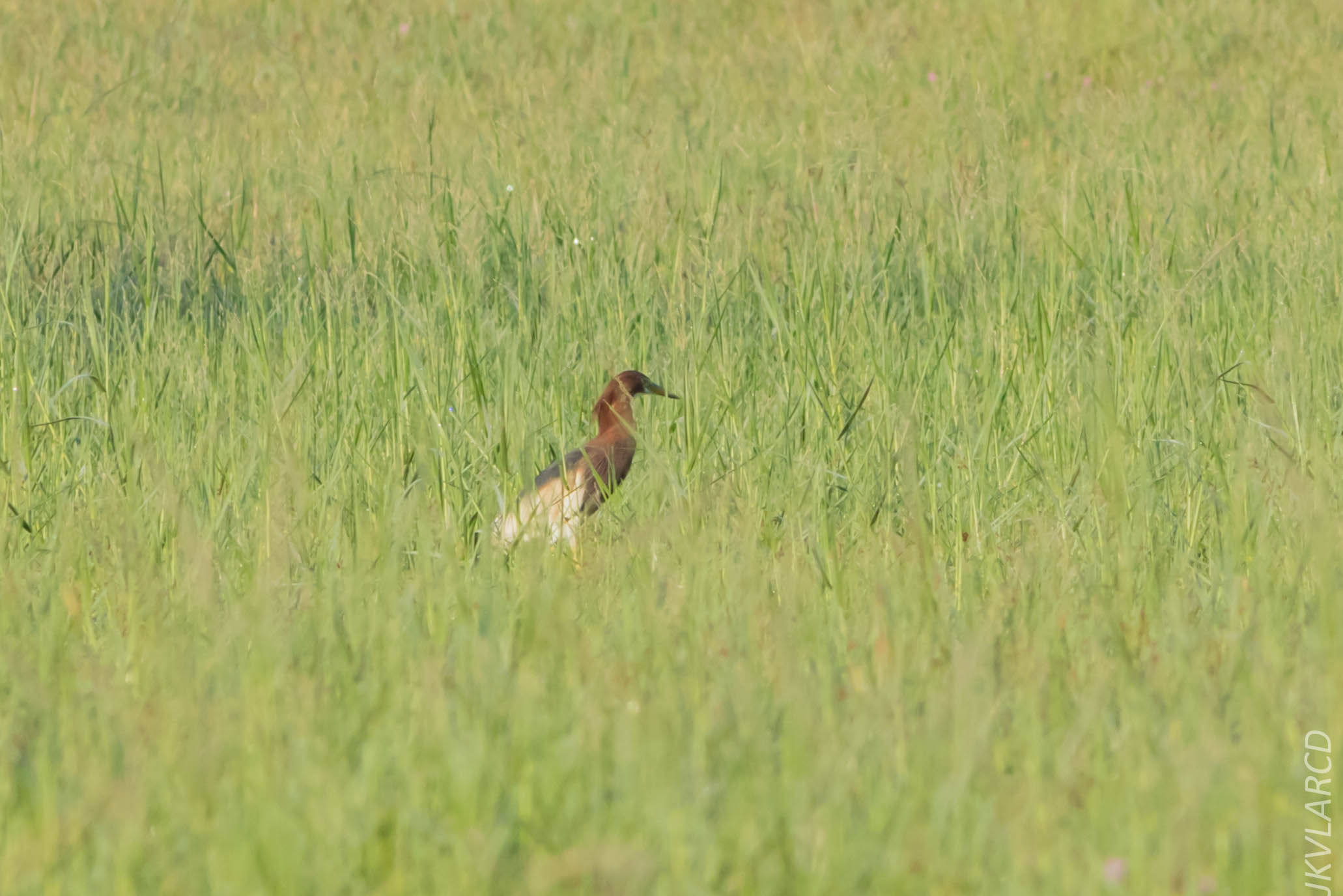 EOS 7D Mark II_2019_04_07_3631.jpg