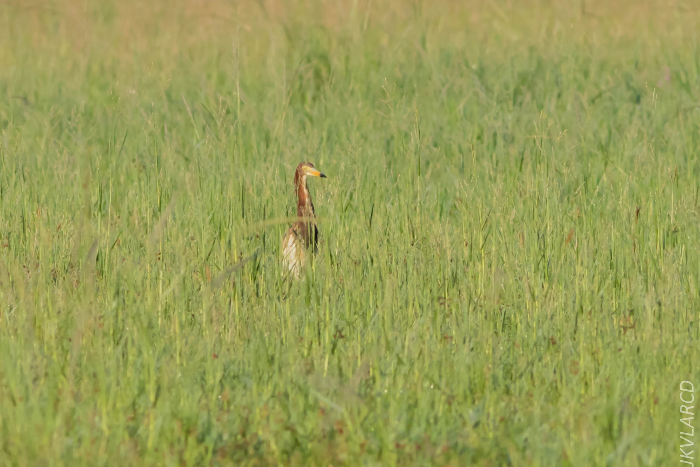 EOS 7D Mark II_2019_04_07_3634.jpg
