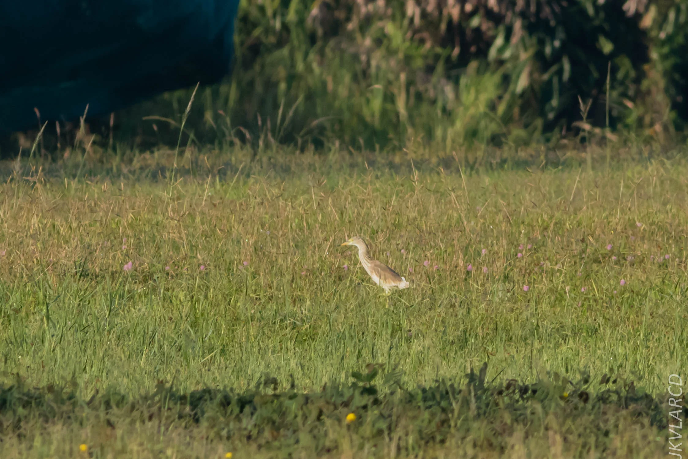 EOS 7D Mark II_2019_04_07_3639.jpg