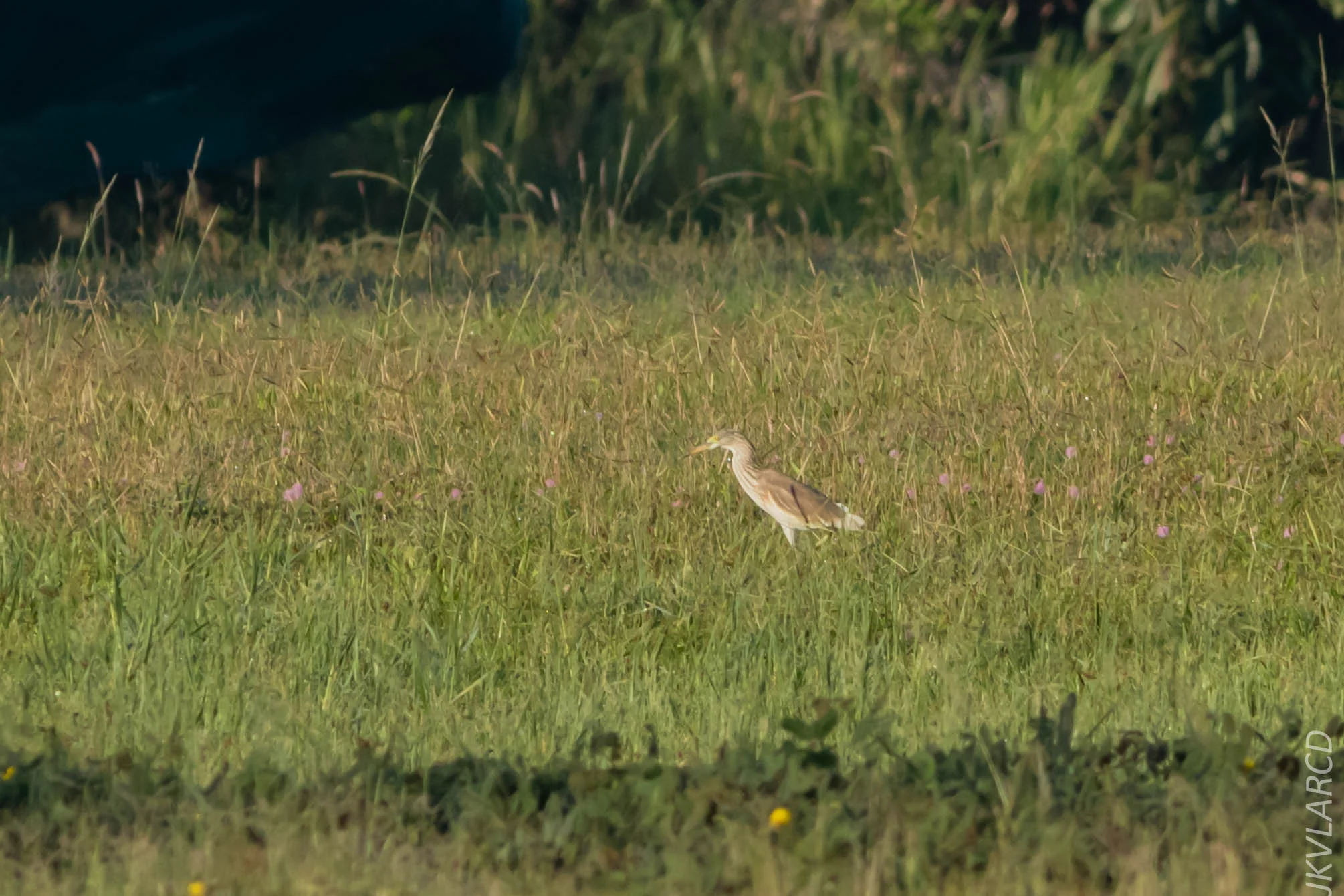 EOS 7D Mark II_2019_04_07_3641.jpg
