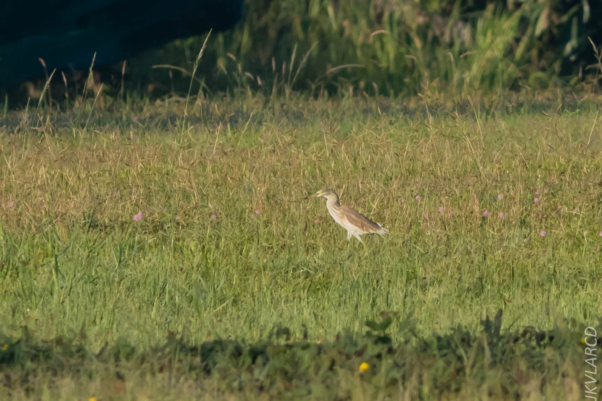 EOS 7D Mark II_2019_04_07_3642.jpg