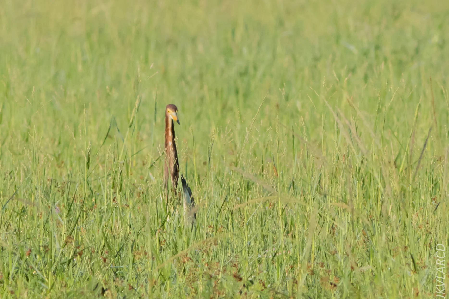 EOS 7D Mark II_2019_04_07_3647.jpg