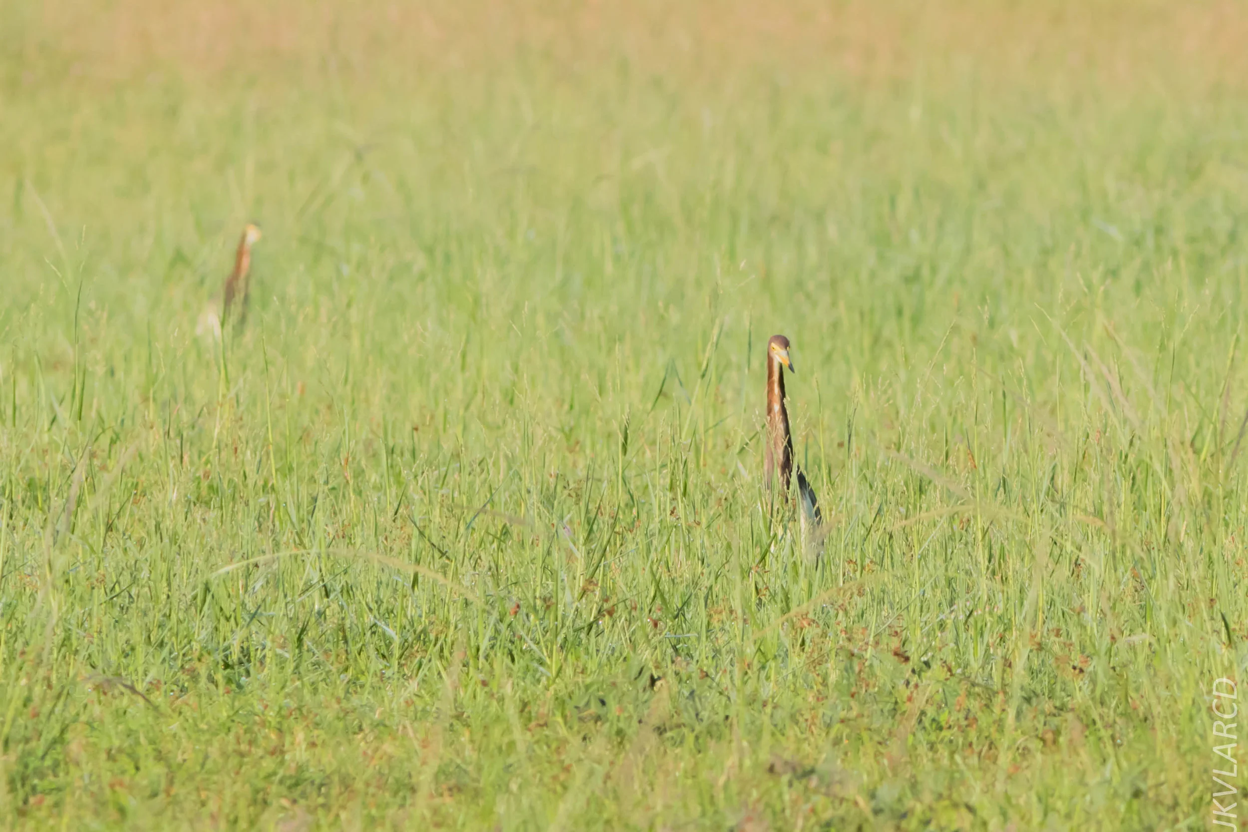 EOS 7D Mark II_2019_04_07_3646.jpg