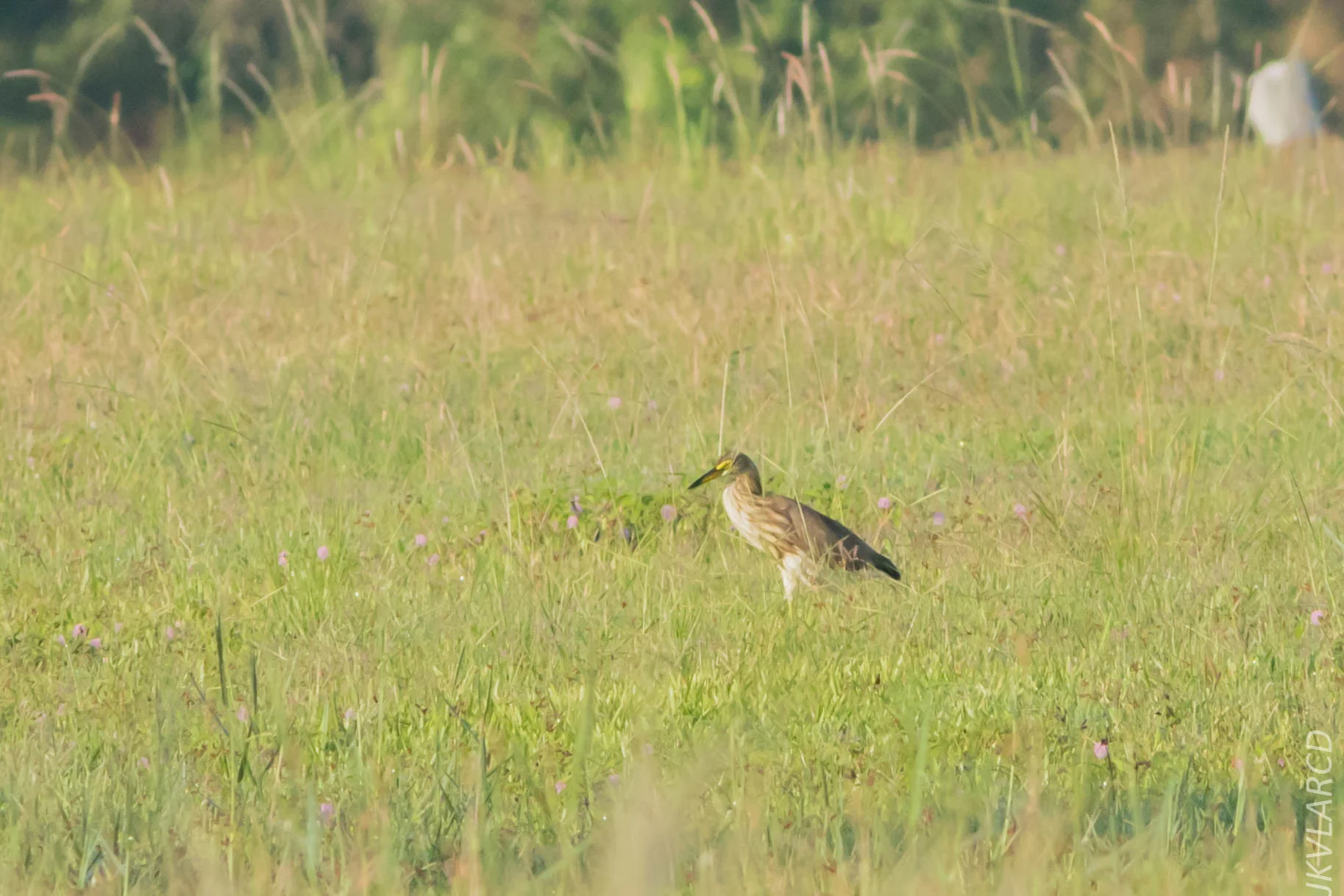EOS 7D Mark II_2019_04_07_3662.jpg