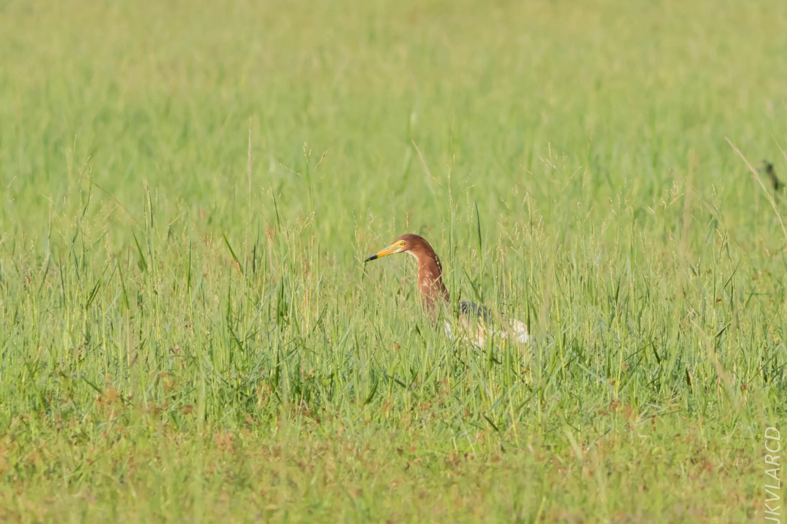EOS 7D Mark II_2019_04_07_3667.jpg
