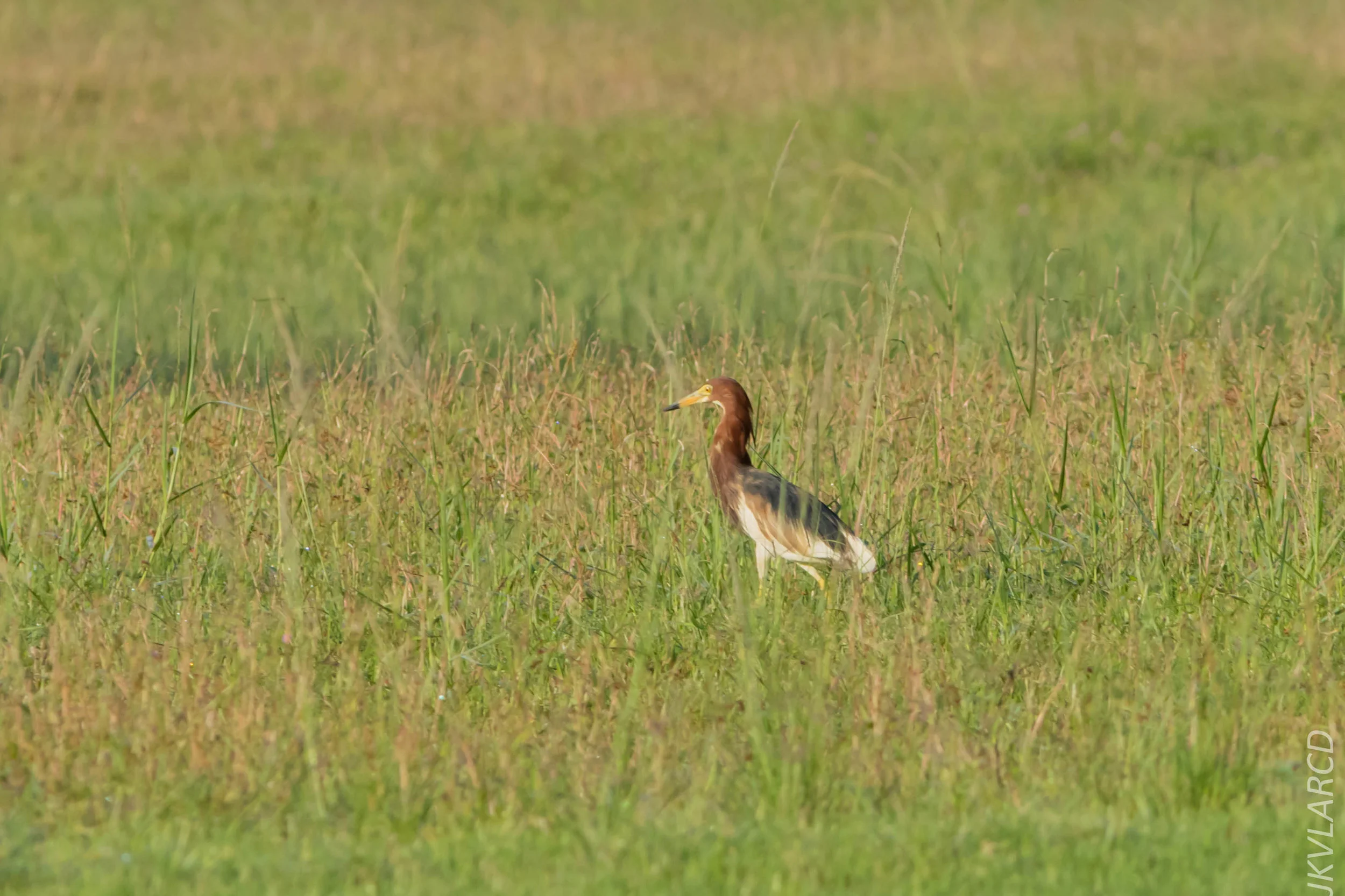 EOS 7D Mark II_2019_04_07_3692.jpg