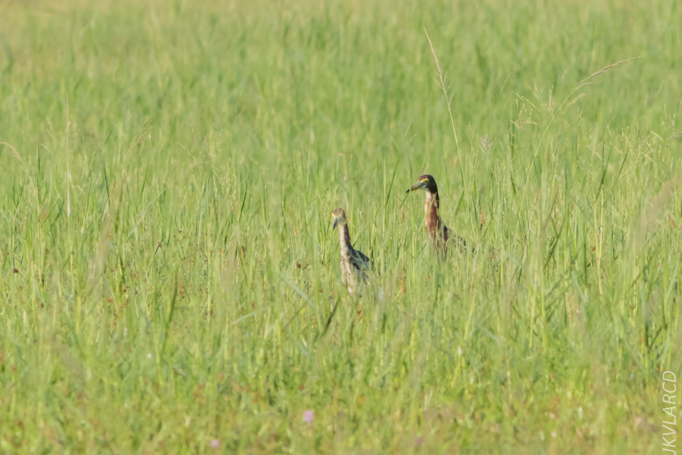 EOS 7D Mark II_2019_04_07_3705.jpg