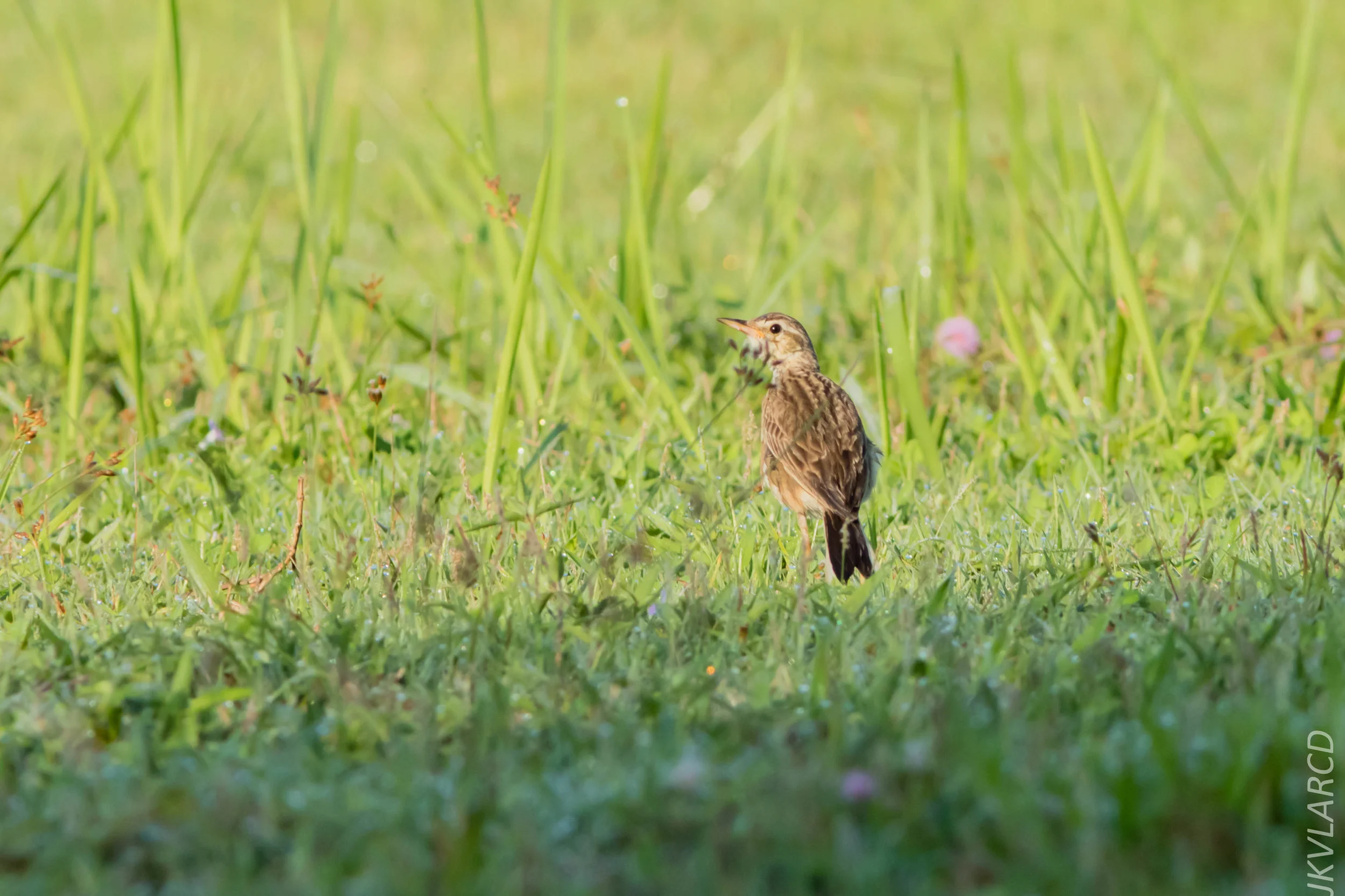 EOS 7D Mark II_2019_04_07_3707.jpg