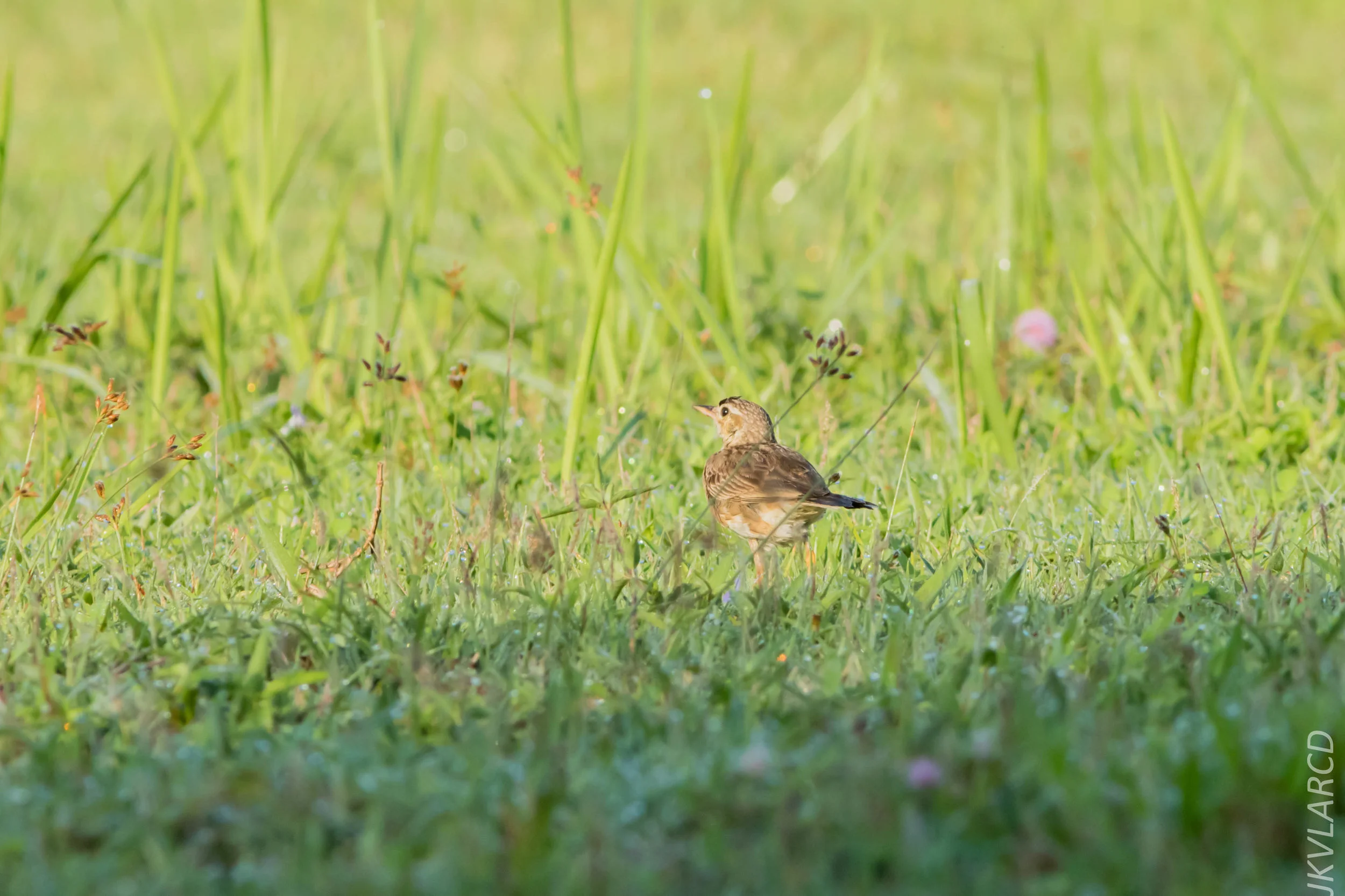 EOS 7D Mark II_2019_04_07_3717.jpg