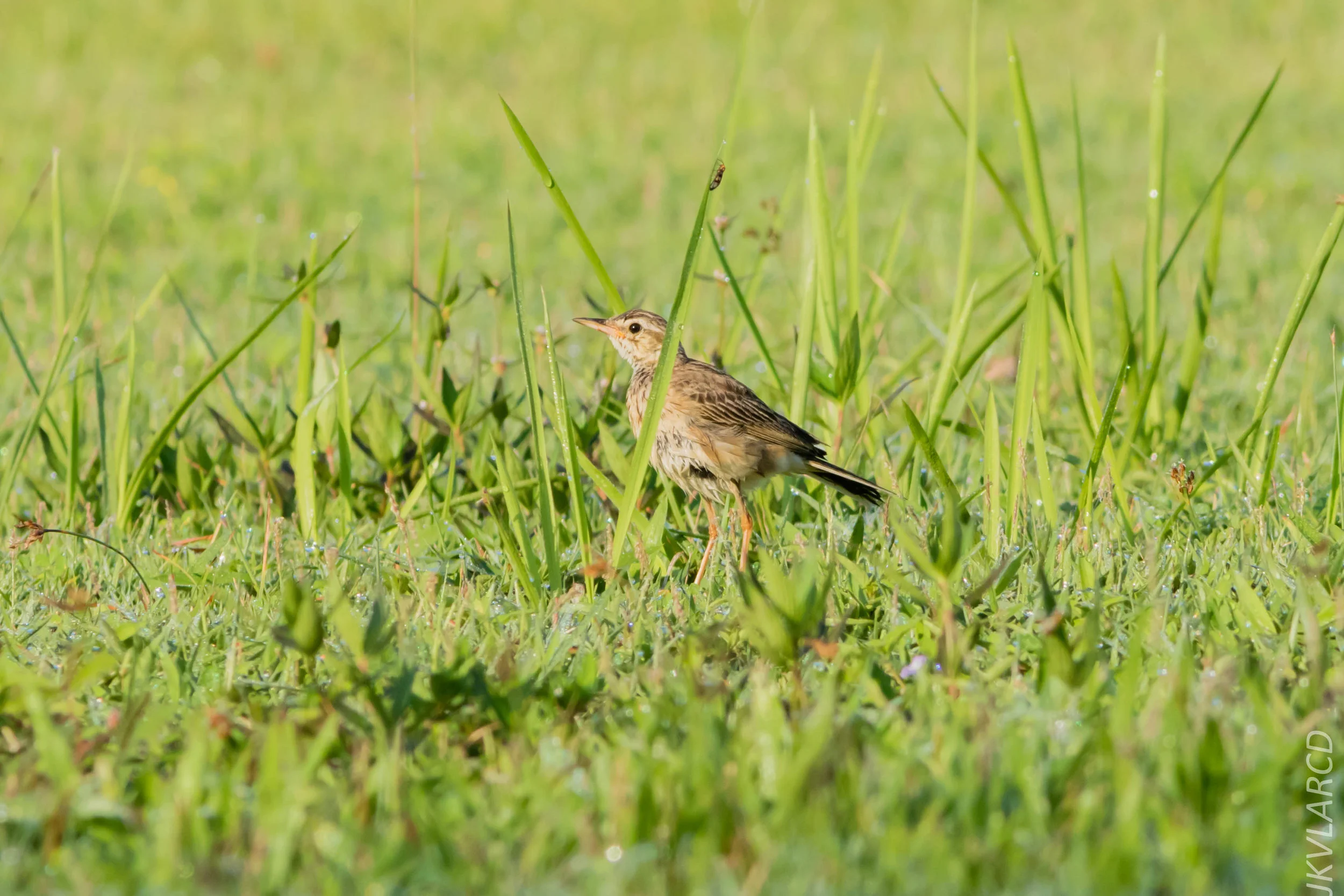 EOS 7D Mark II_2019_04_07_3724.jpg