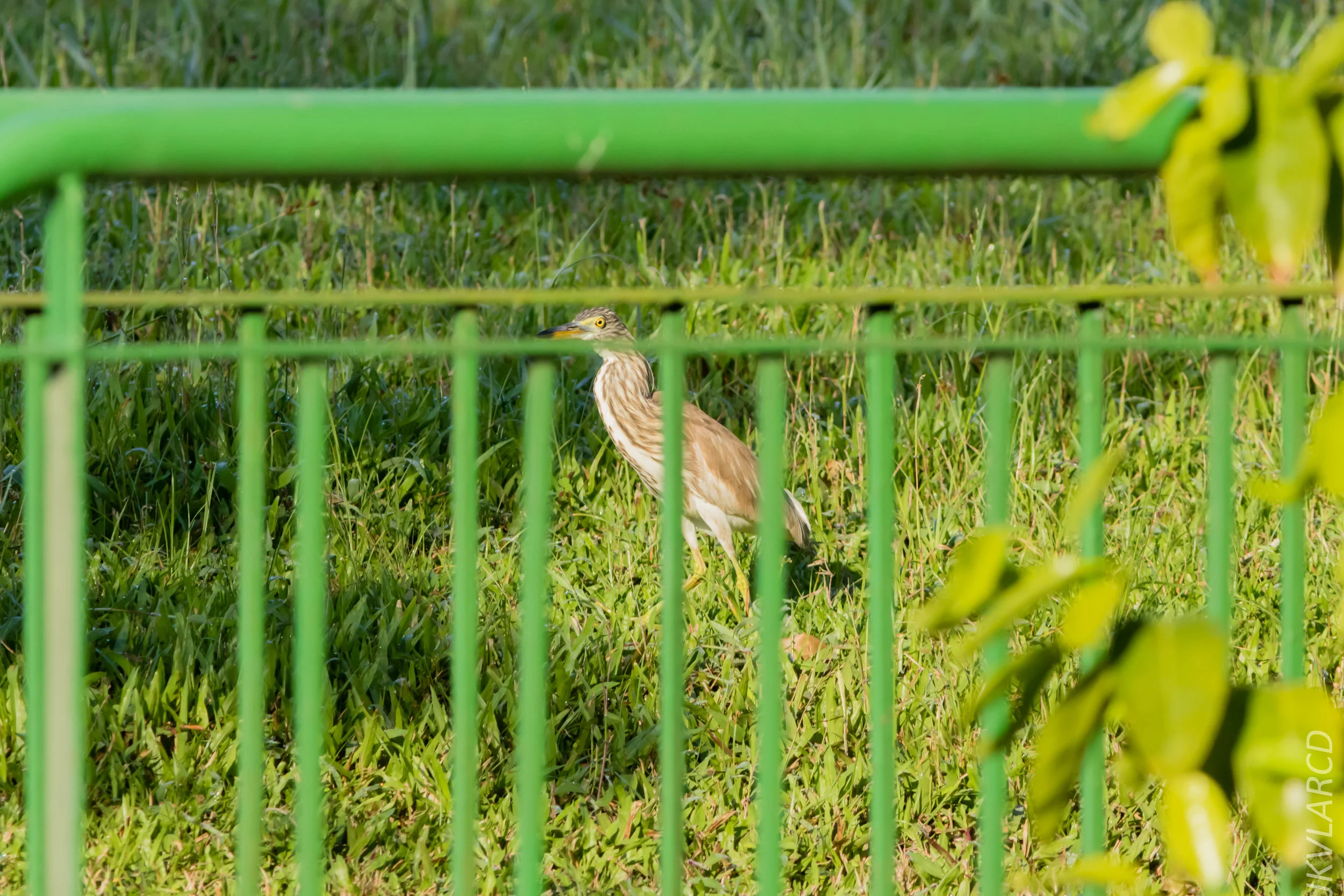 EOS 7D Mark II_2019_04_07_3728.jpg