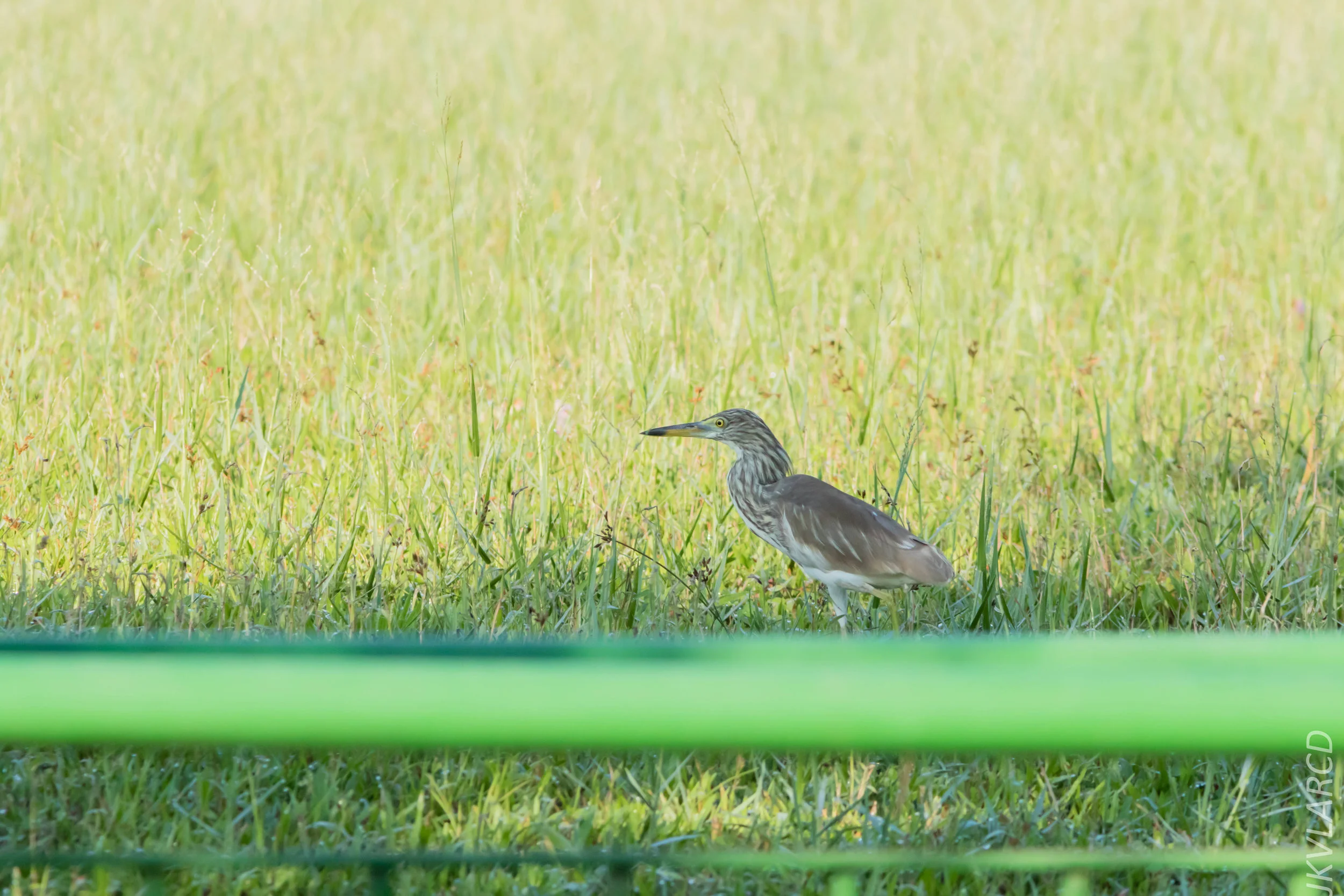 EOS 7D Mark II_2019_04_07_3730.jpg