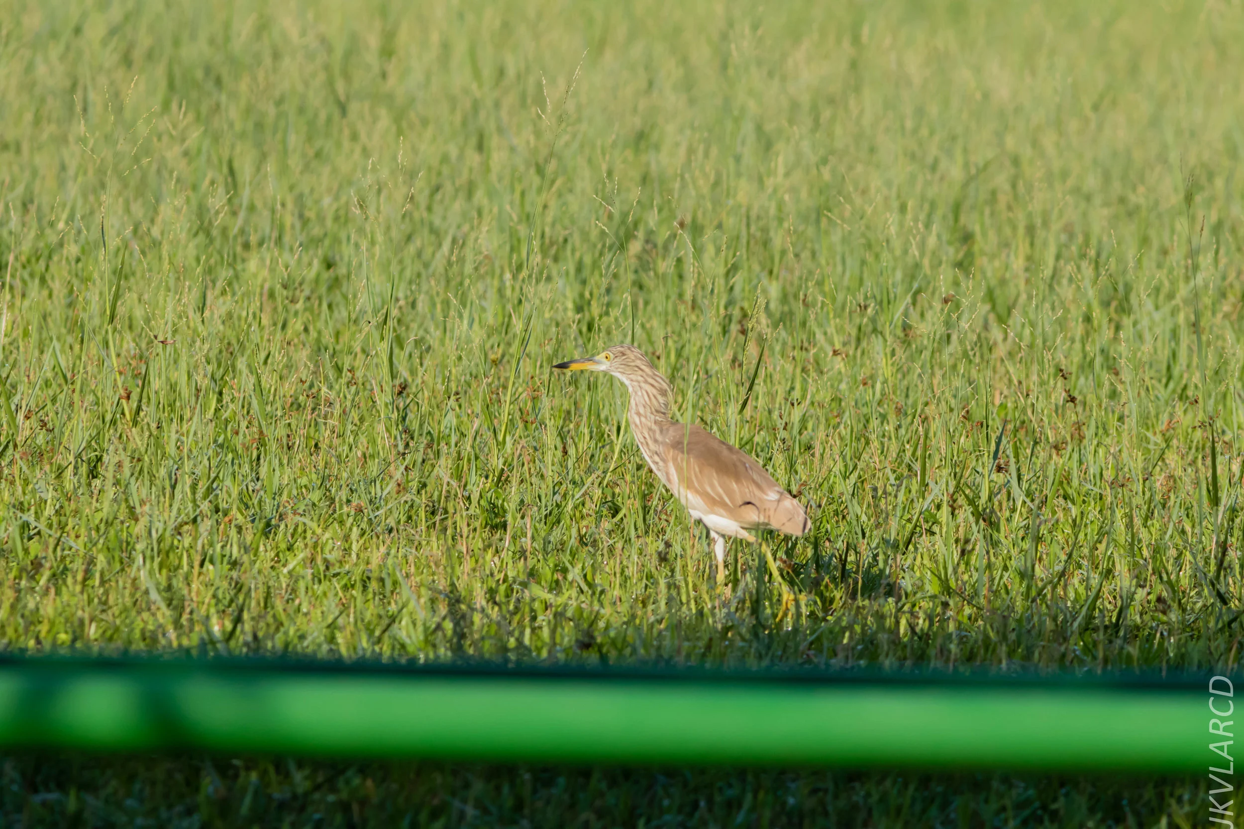 EOS 7D Mark II_2019_04_07_3740.jpg