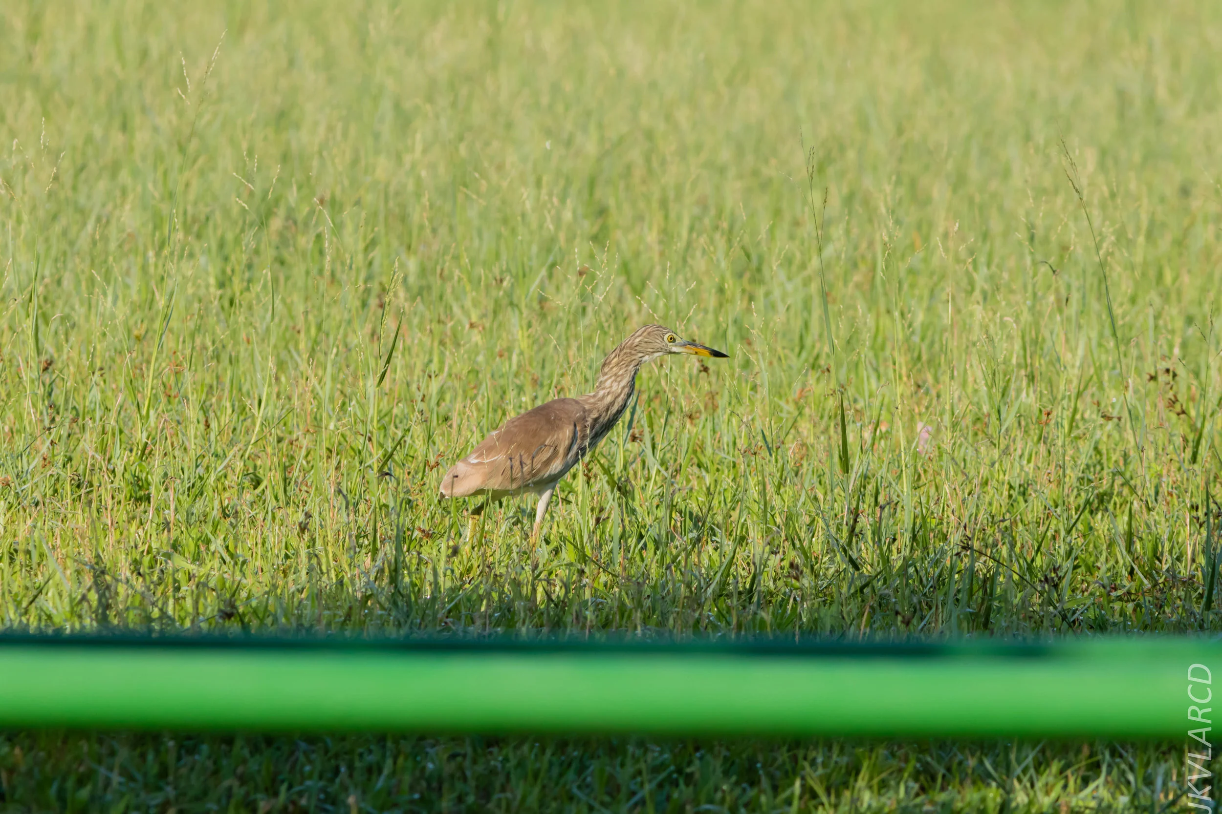 EOS 7D Mark II_2019_04_07_3746.jpg
