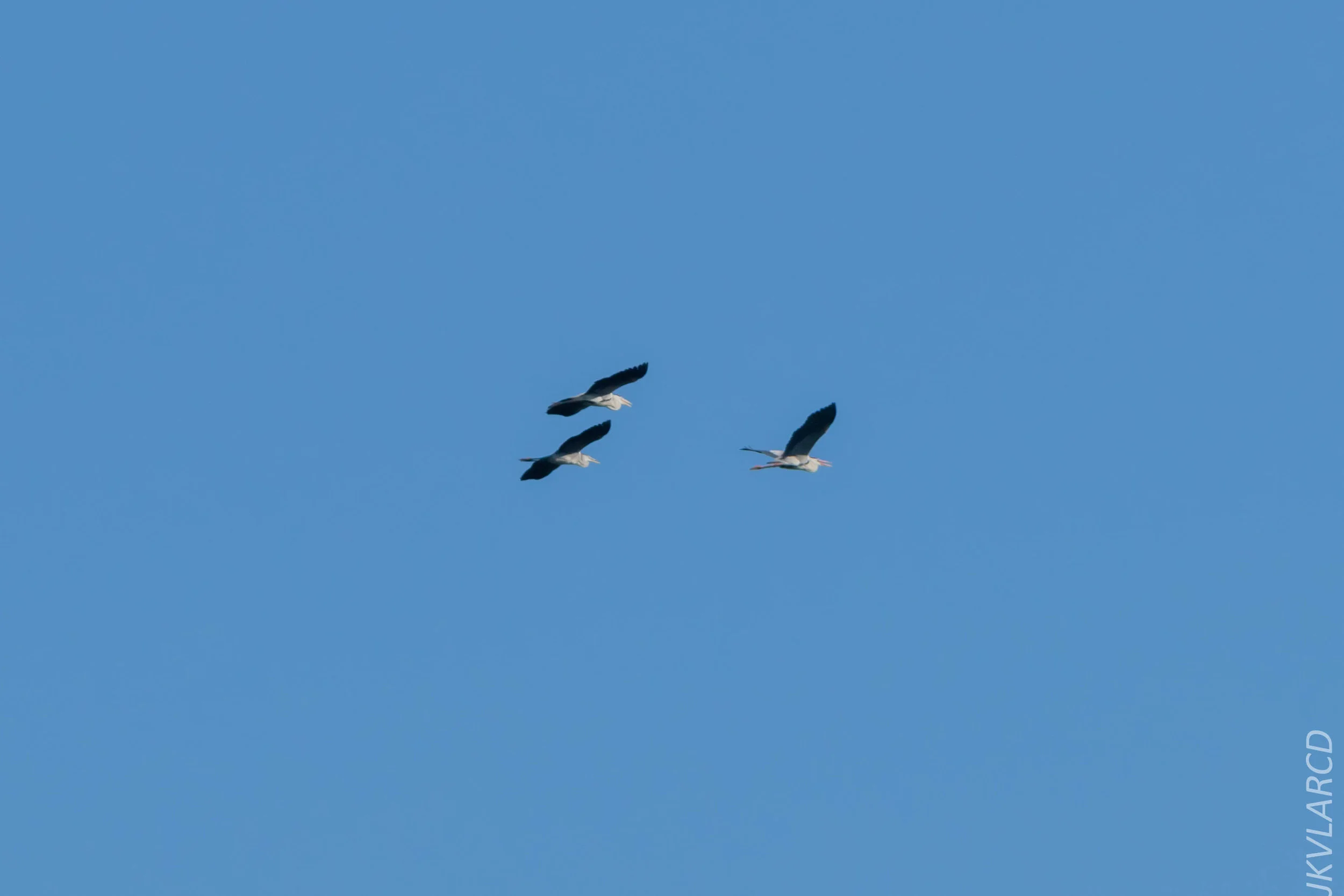 EOS 7D Mark II_2019_04_07_3754.jpg