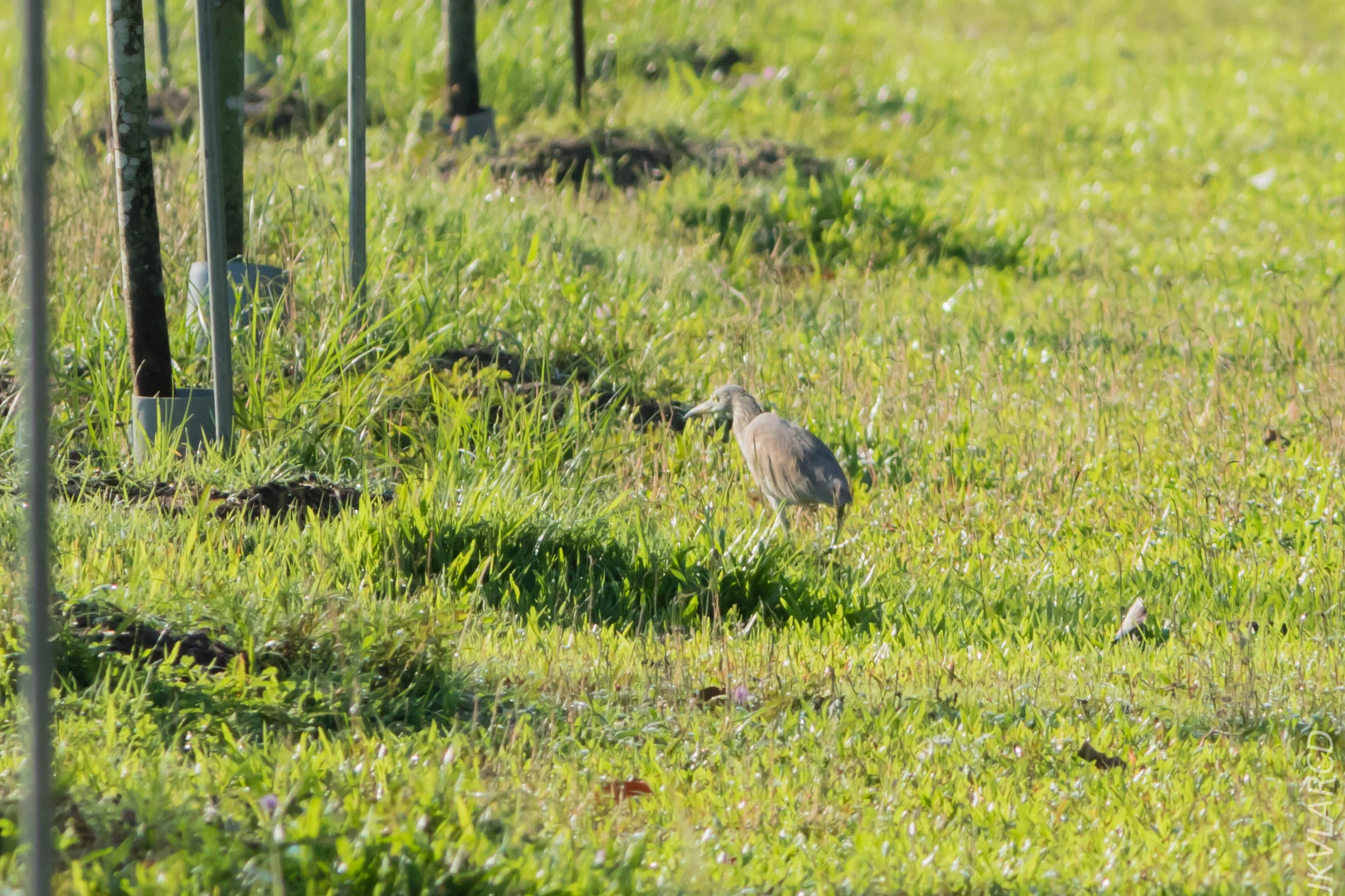EOS 7D Mark II_2019_04_07_3768.jpg