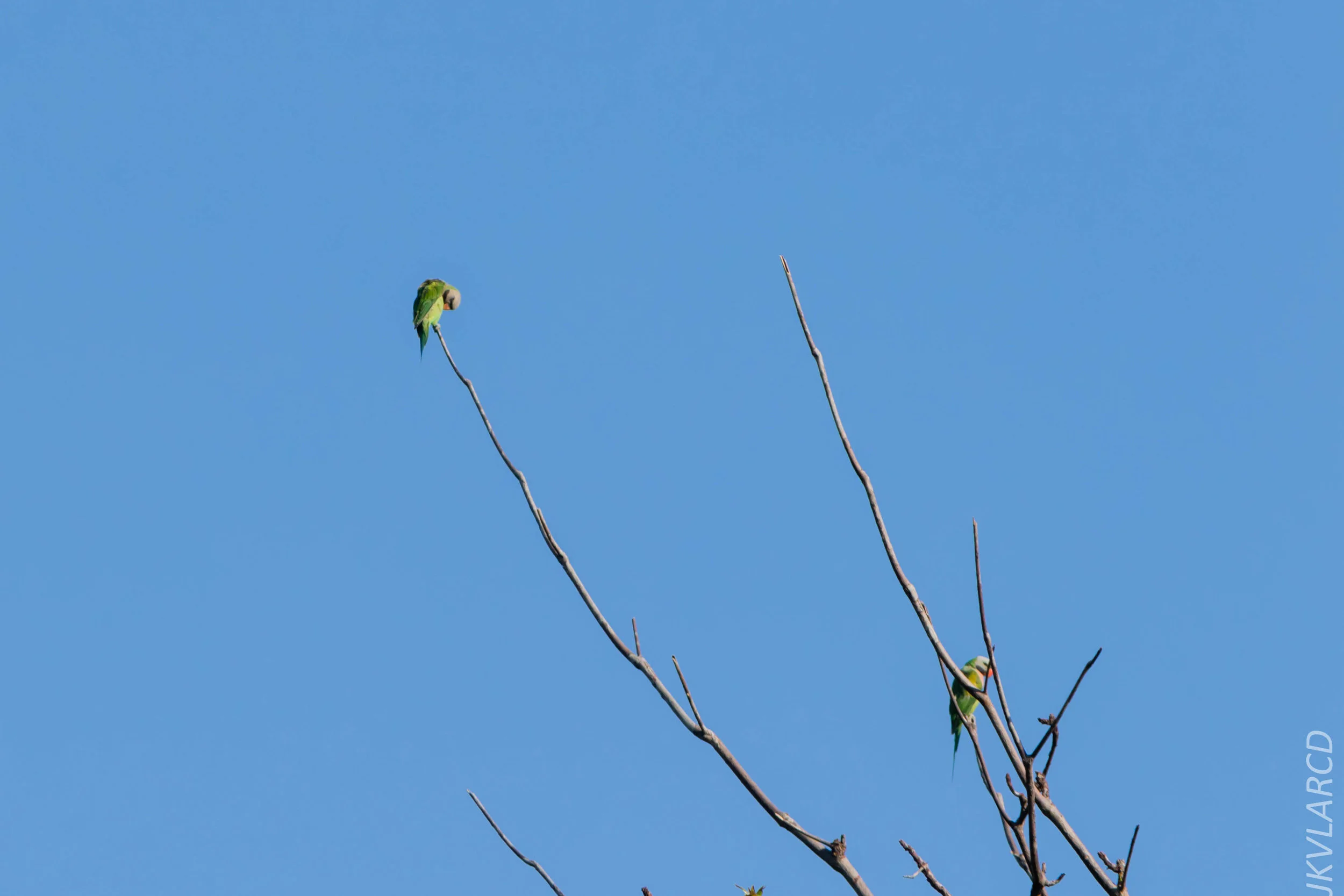 EOS 7D Mark II_2019_04_07_3774.jpg