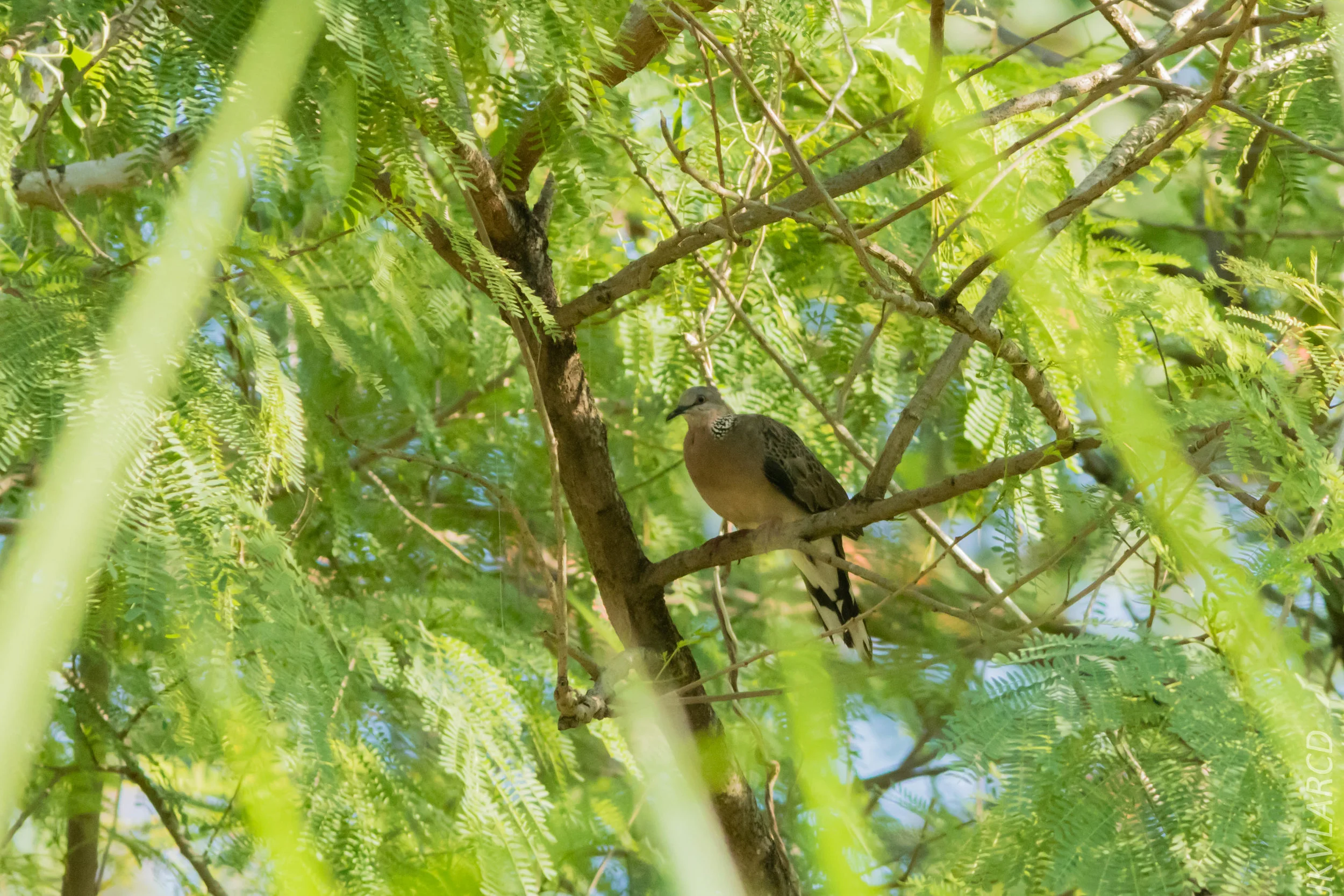 EOS 7D Mark II_2019_04_07_3755.jpg