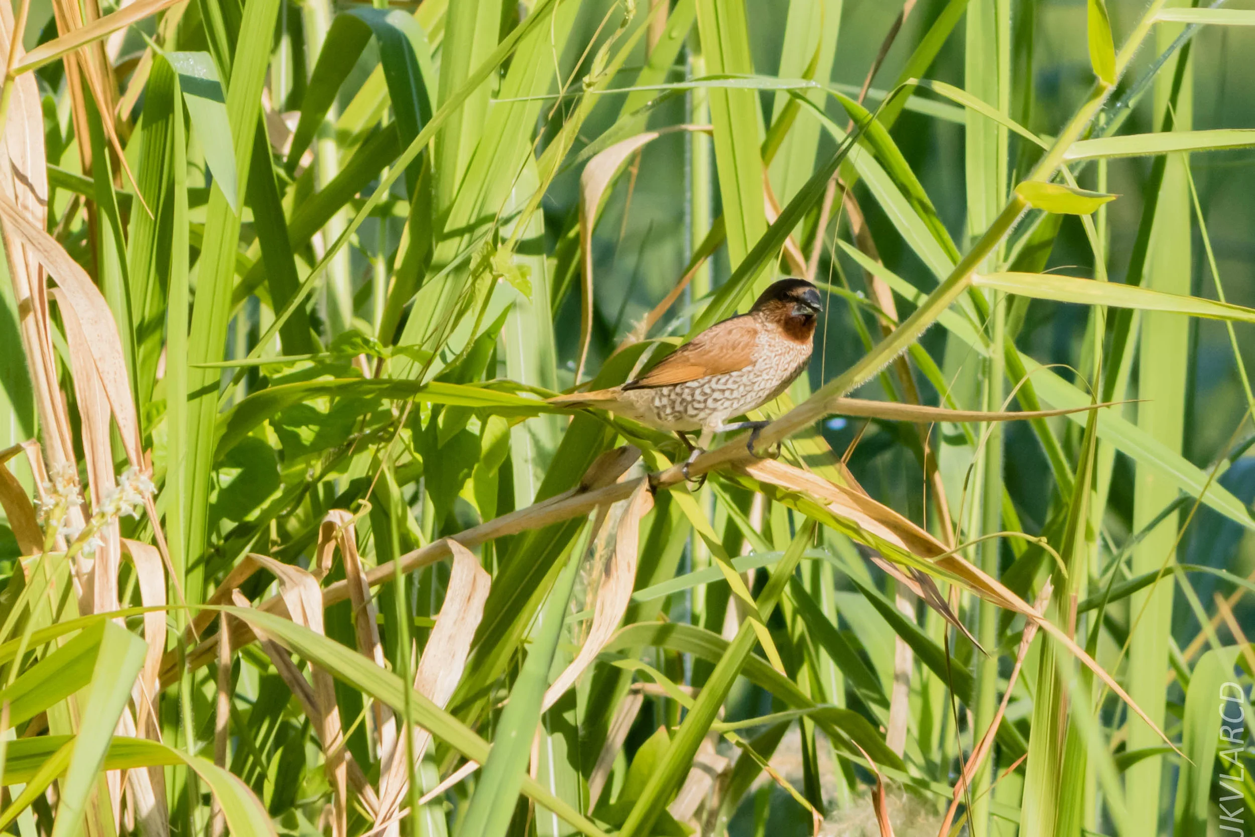 EOS 7D Mark II_2019_04_07_3776.jpg