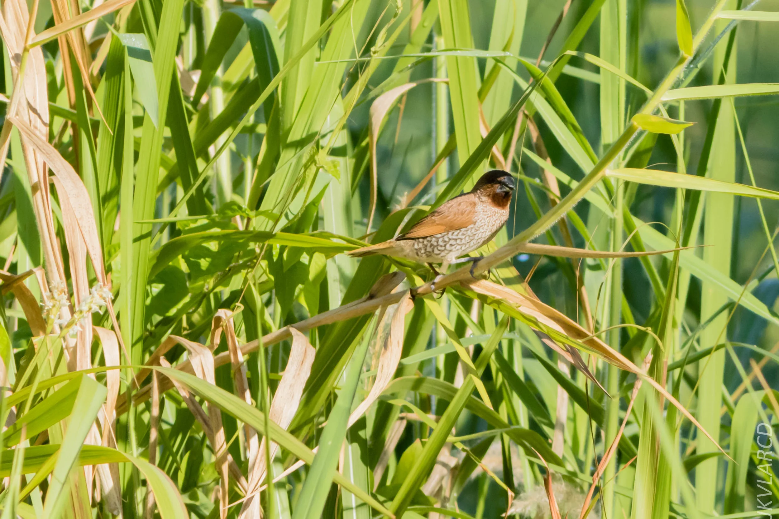 EOS 7D Mark II_2019_04_07_3778.jpg