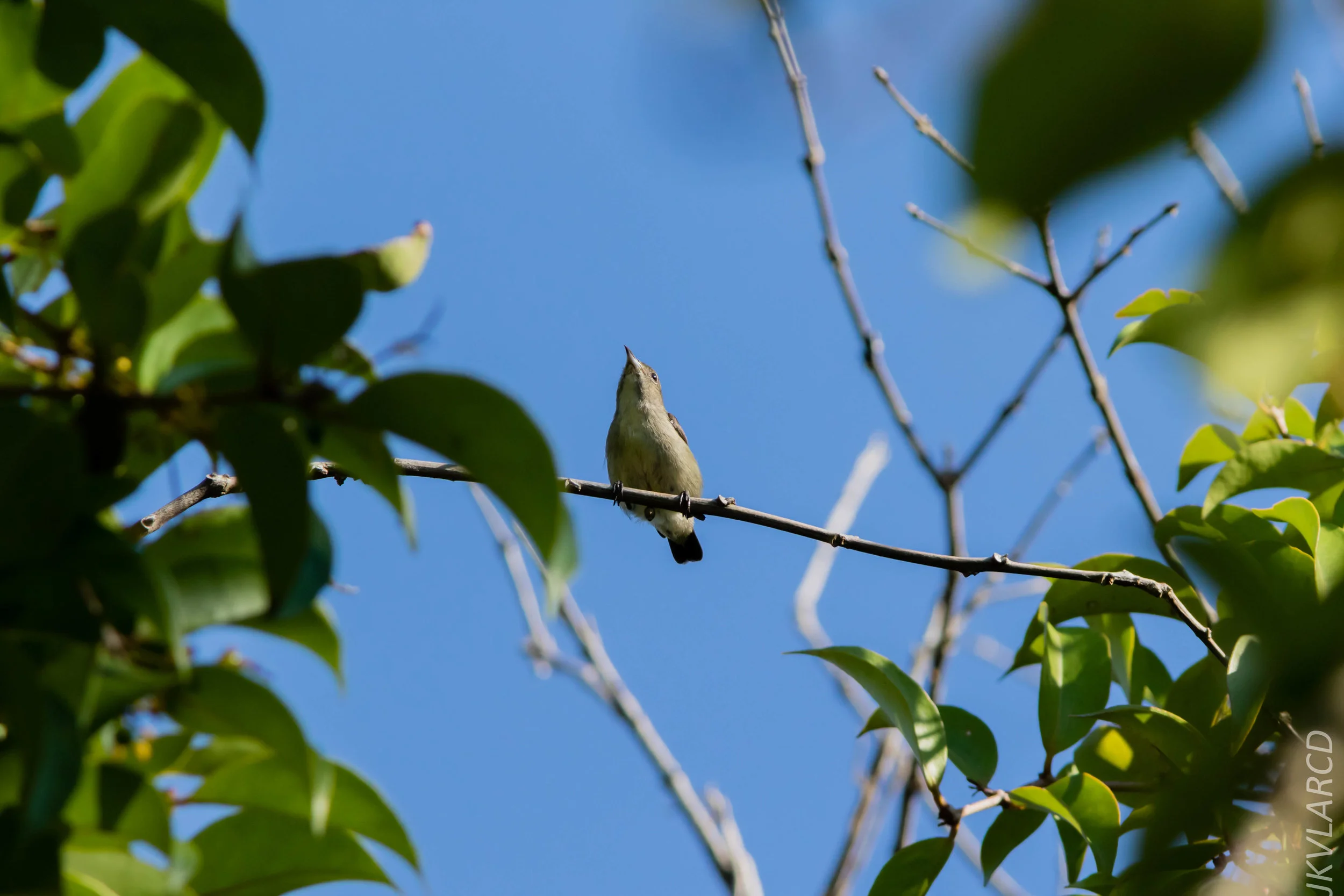 EOS 7D Mark II_2019_04_07_3782.jpg