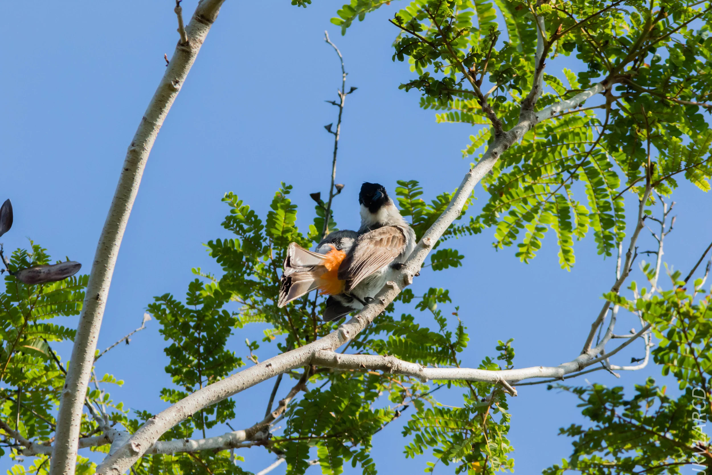 EOS 7D Mark II_2019_04_07_3799.jpg
