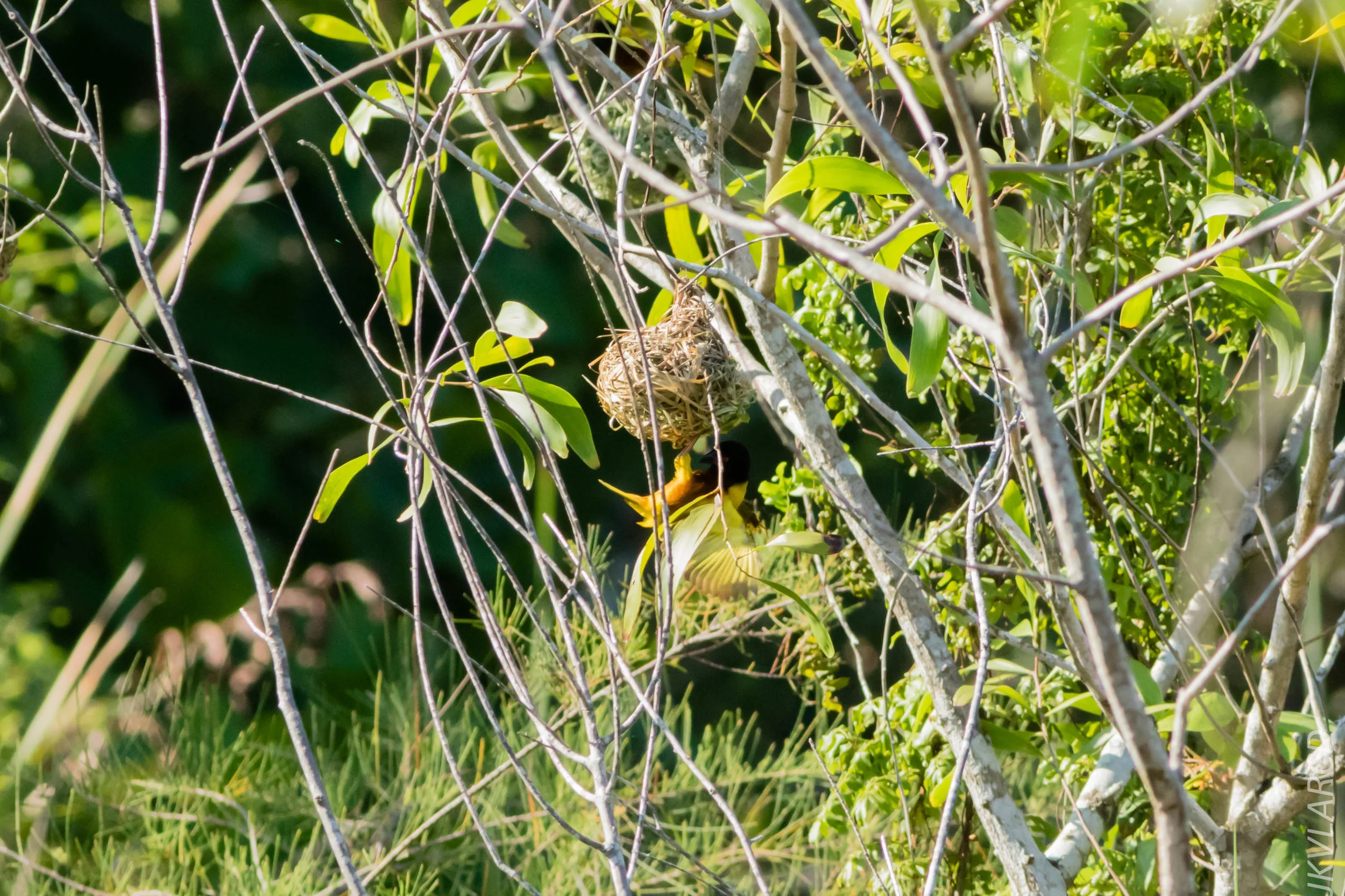 EOS 7D Mark II_2019_04_07_3832.jpg