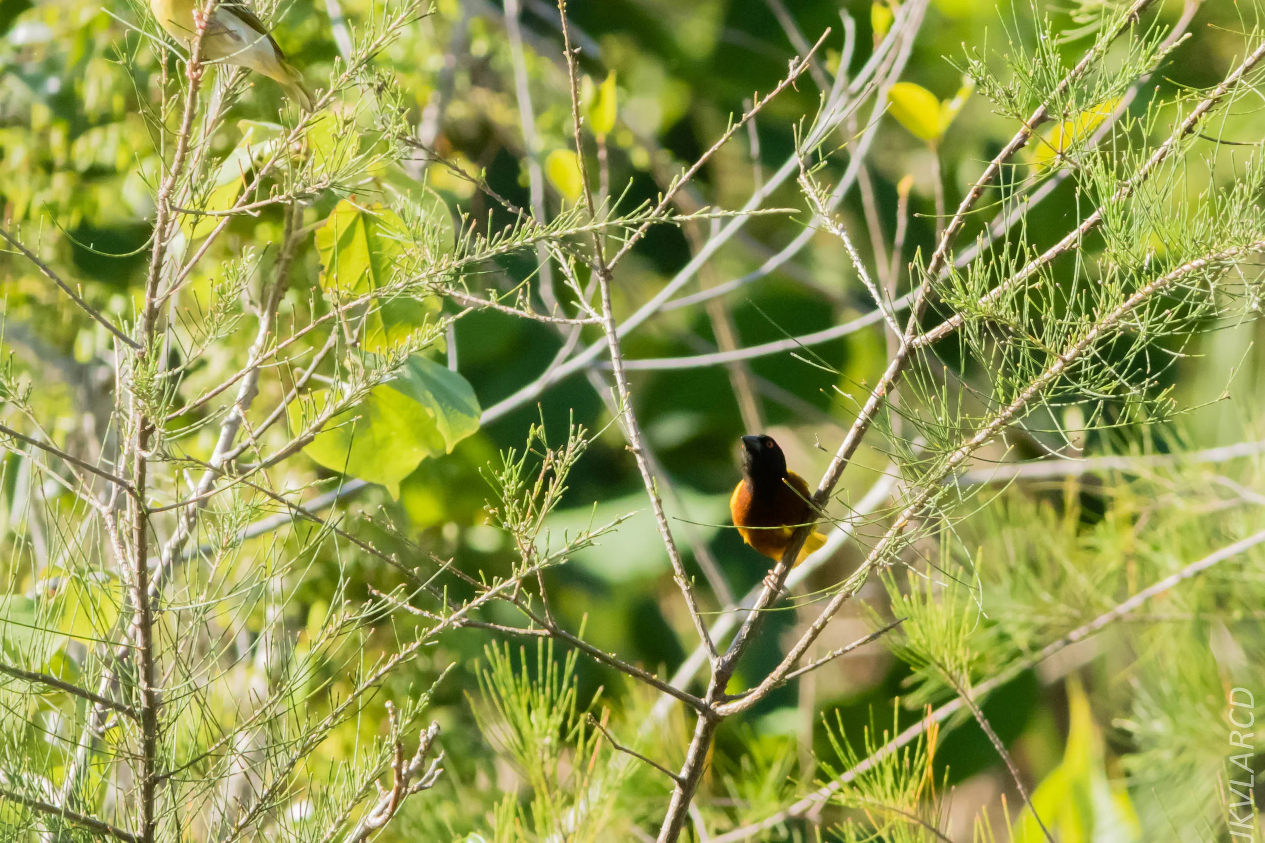 EOS 7D Mark II_2019_04_07_3851.jpg