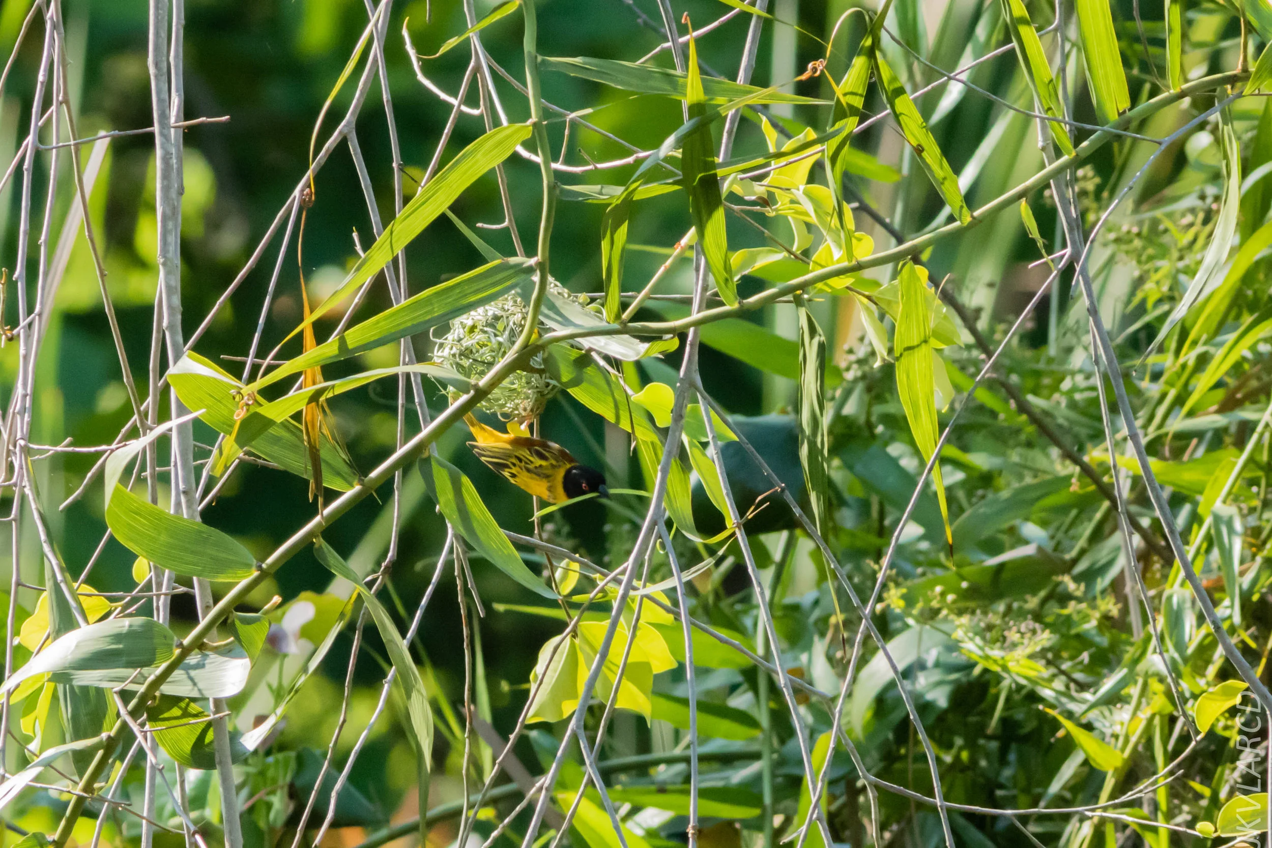 EOS 7D Mark II_2019_04_07_3863.jpg