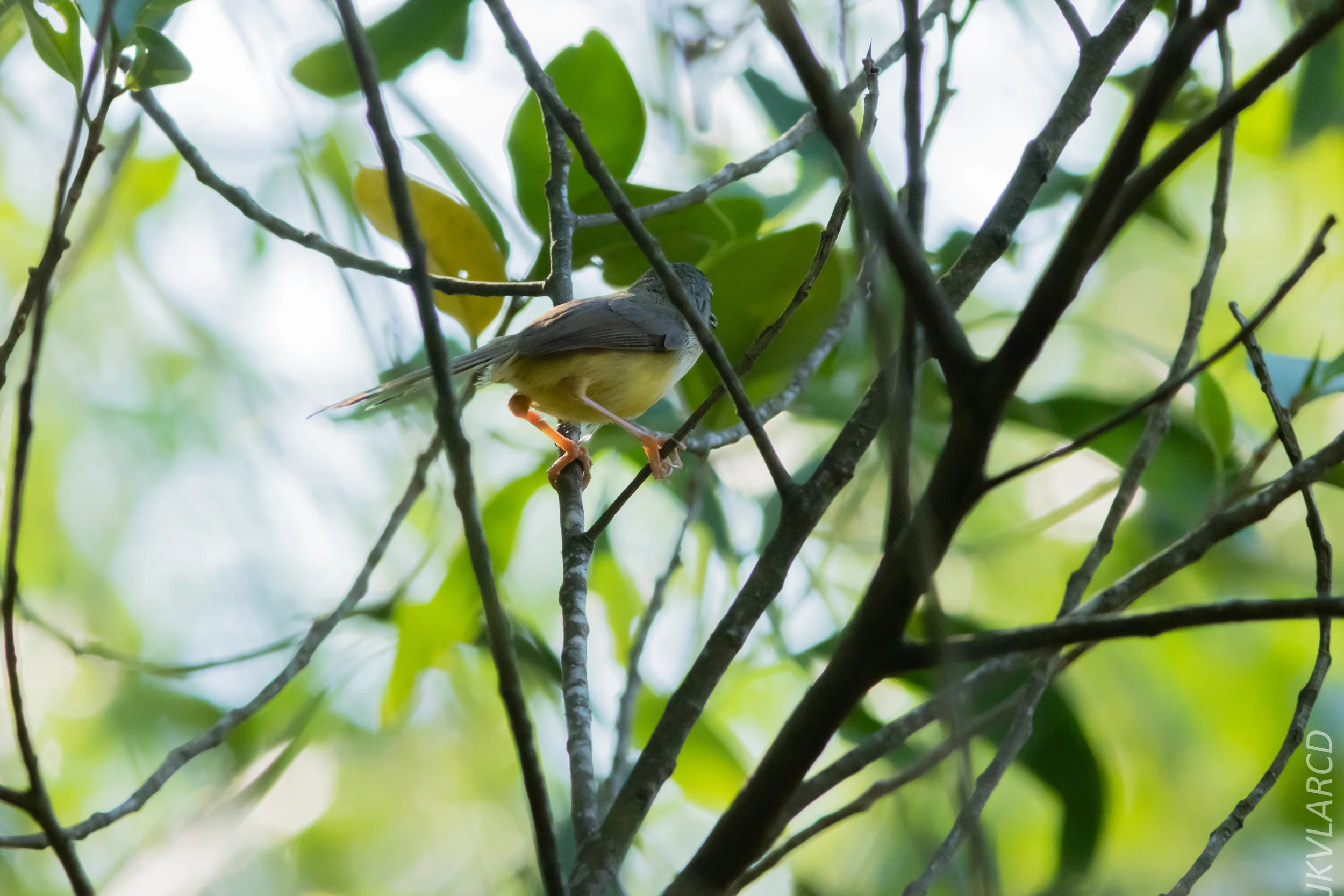 EOS 7D Mark II_2019_04_07_3854.jpg