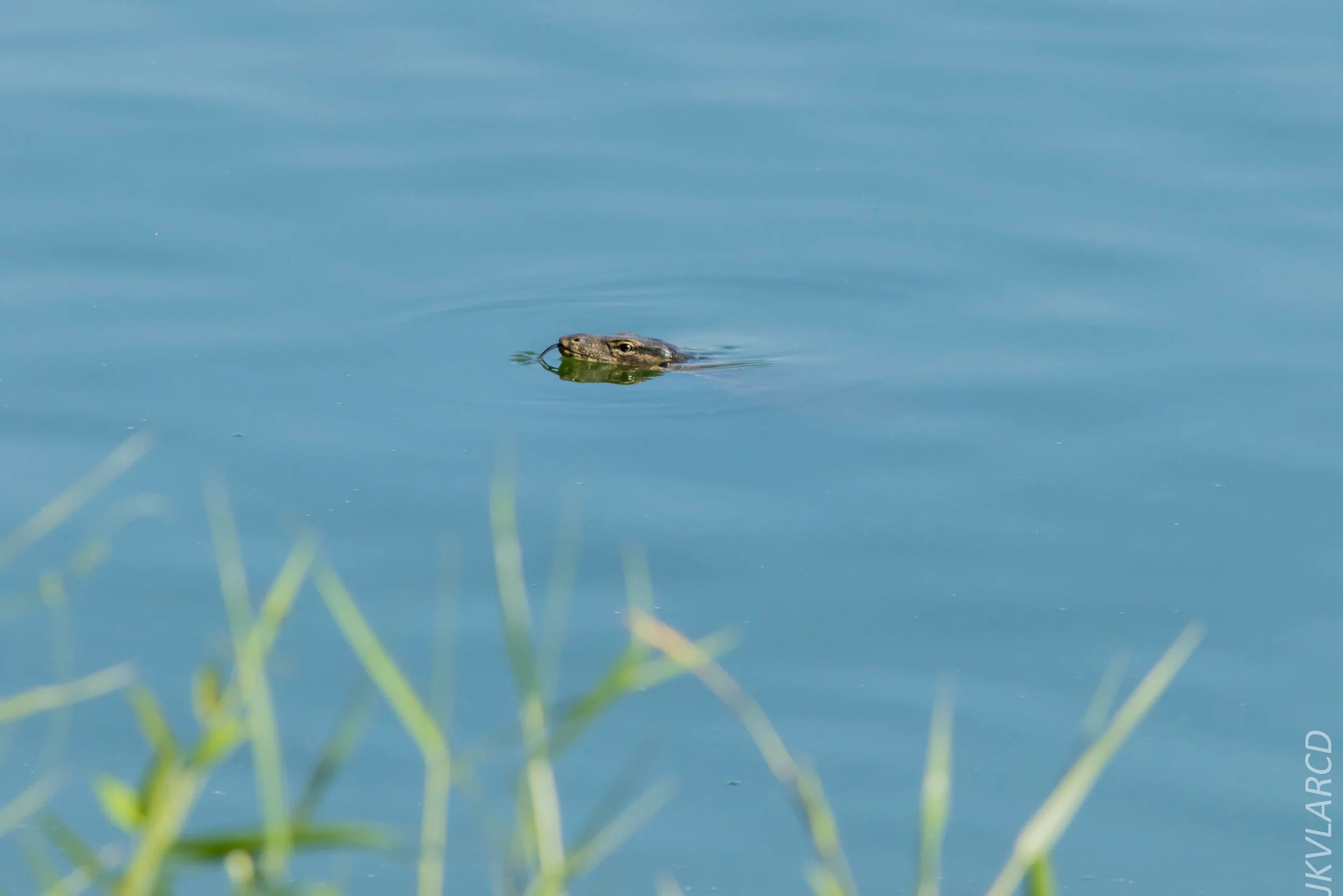 EOS 7D Mark II_2019_04_07_3875.jpg