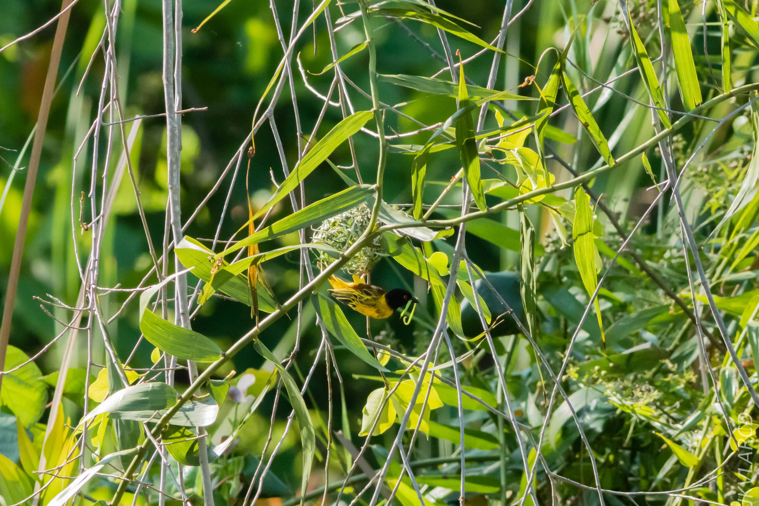 EOS 7D Mark II_2019_04_07_3864.jpg