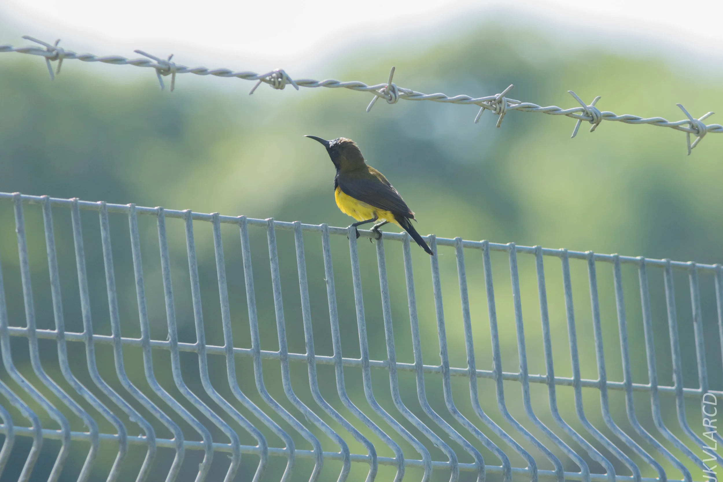 EOS 7D Mark II_2019_04_07_3878.jpg