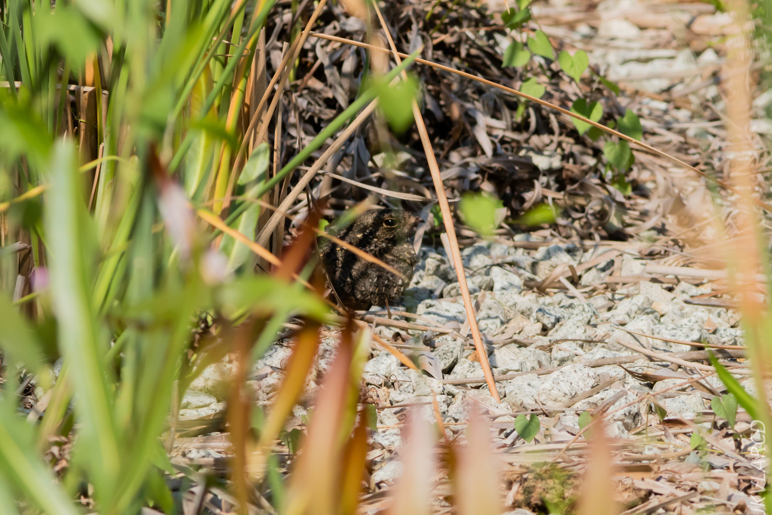 EOS 7D Mark II_2019_04_07_3880.jpg