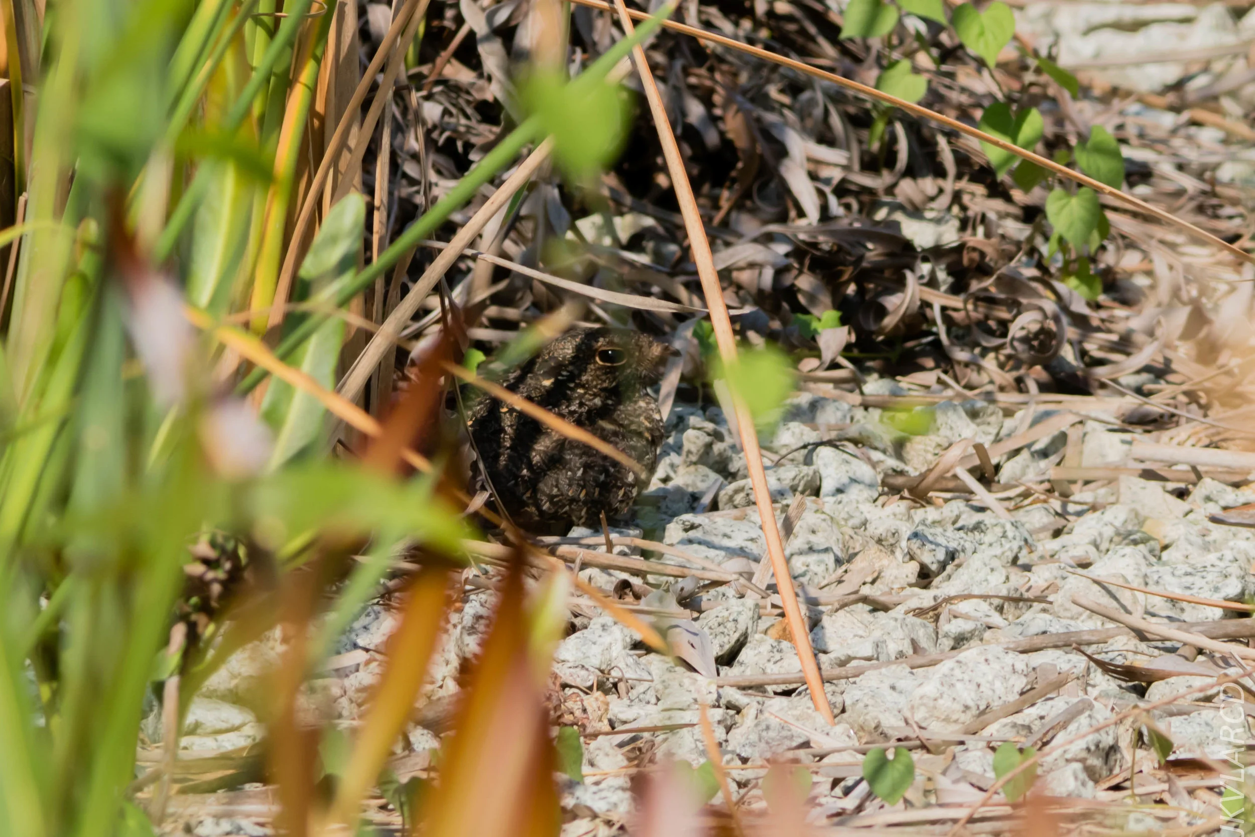 EOS 7D Mark II_2019_04_07_3882.jpg