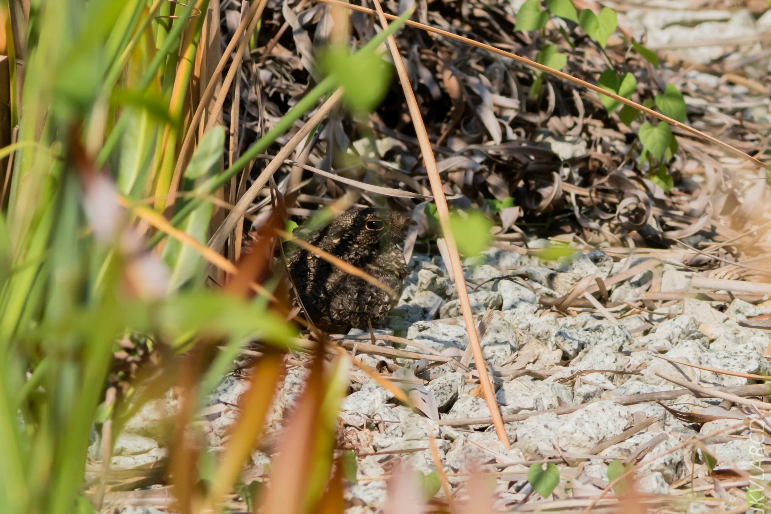 EOS 7D Mark II_2019_04_07_3883.jpg